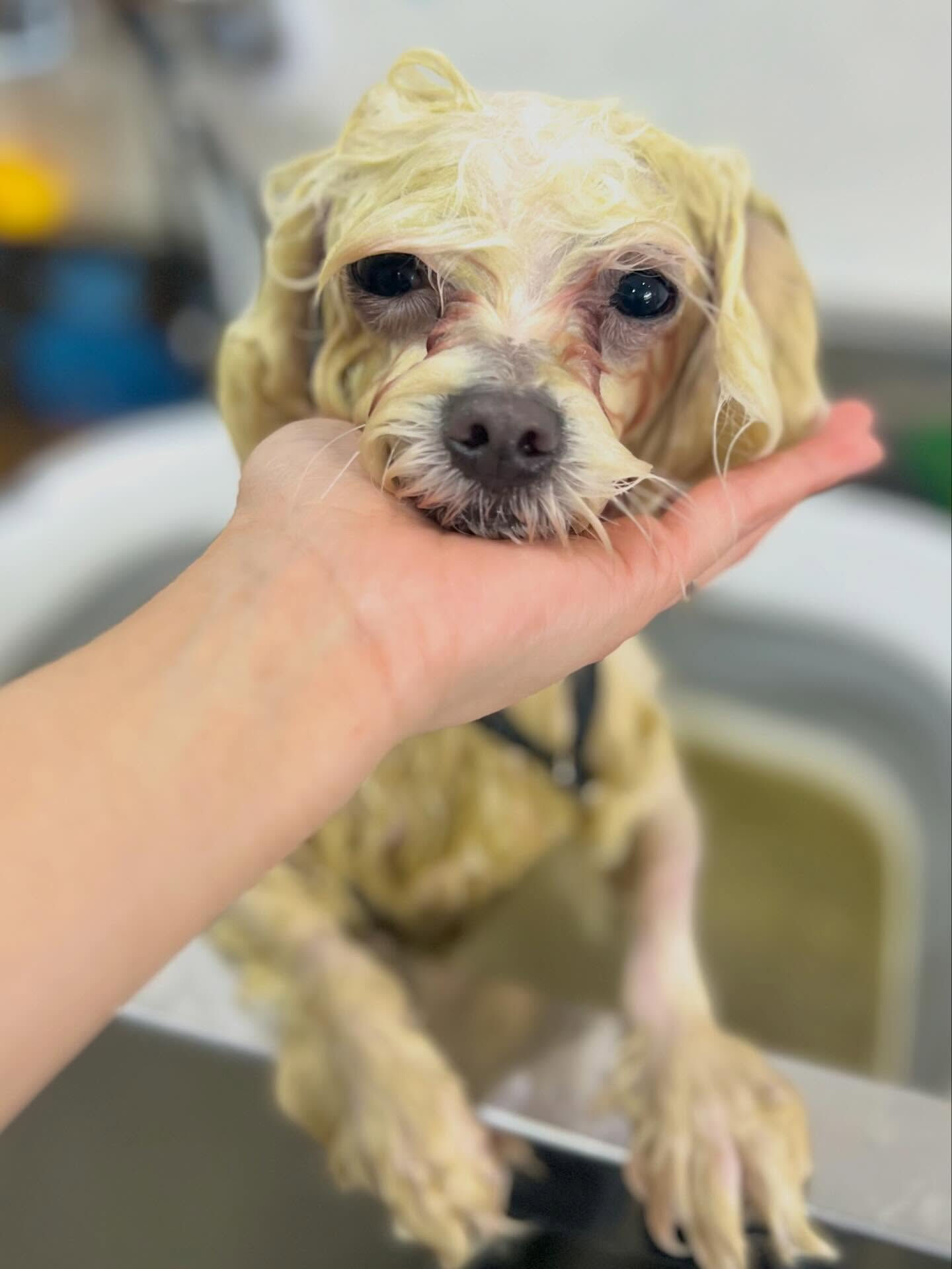 来店いただいたラテくんです🐶✨