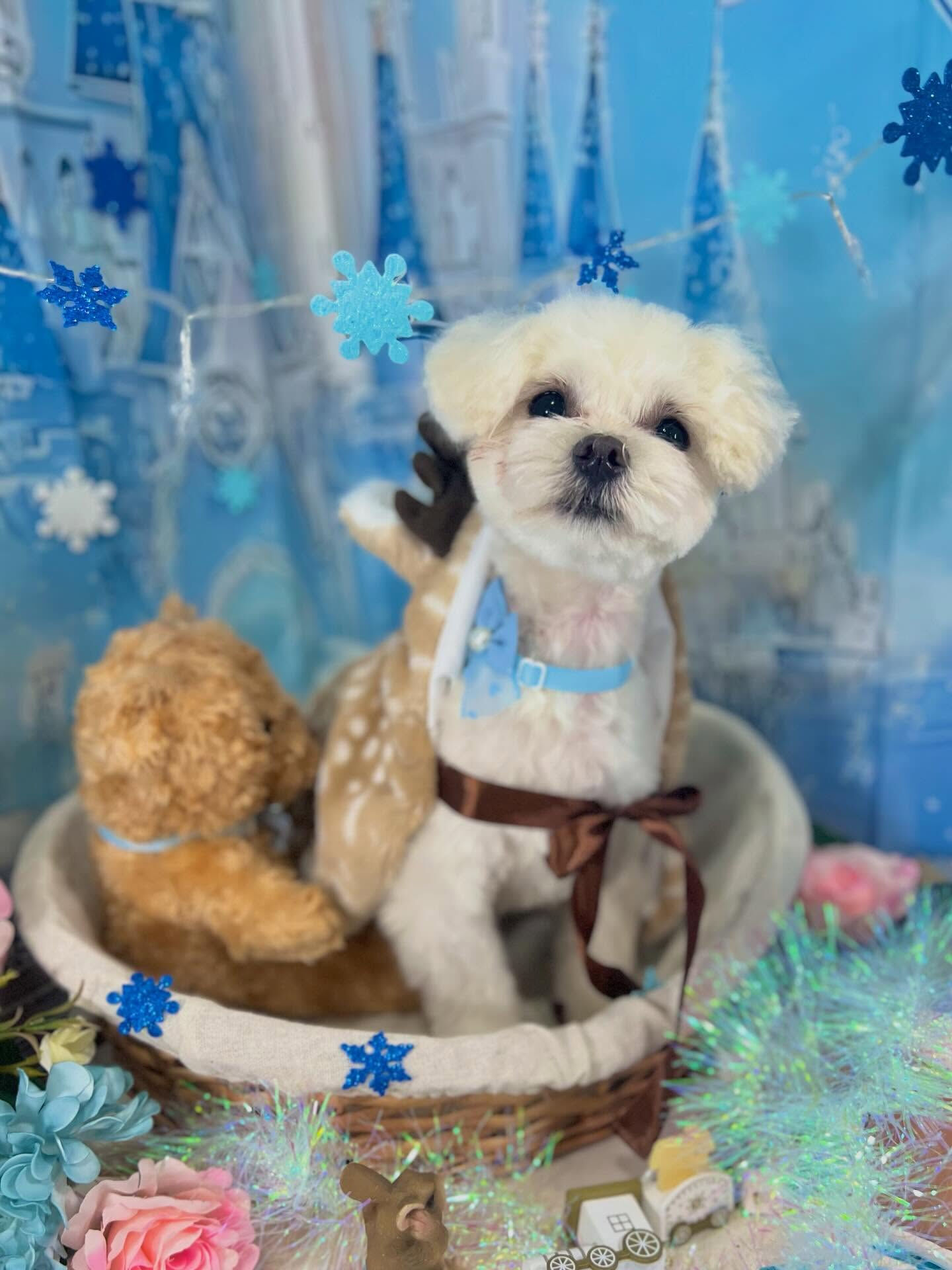 来店いただいたラテくんです🐶✨