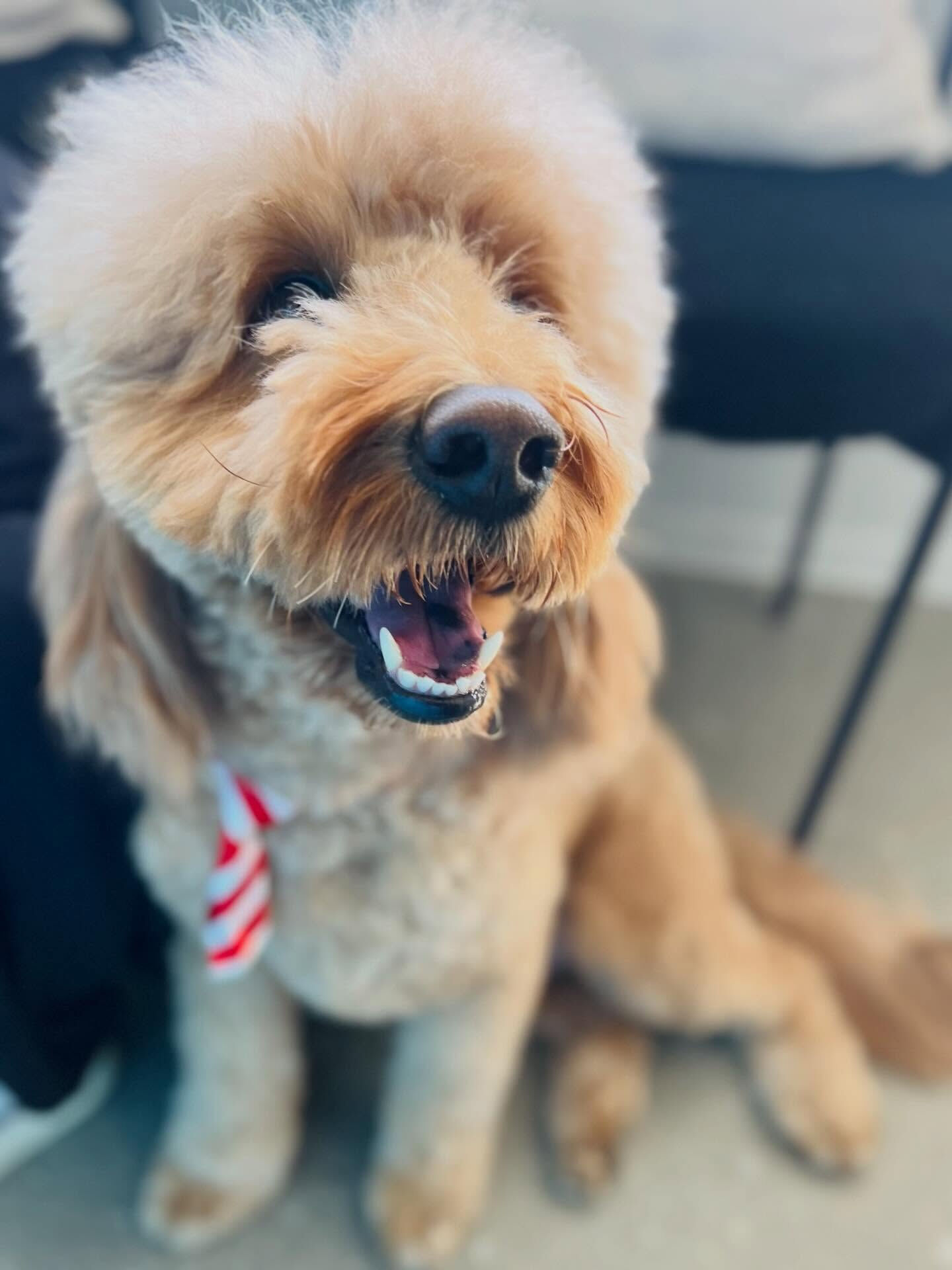 来店いただいたアンディくんです🐶✨
