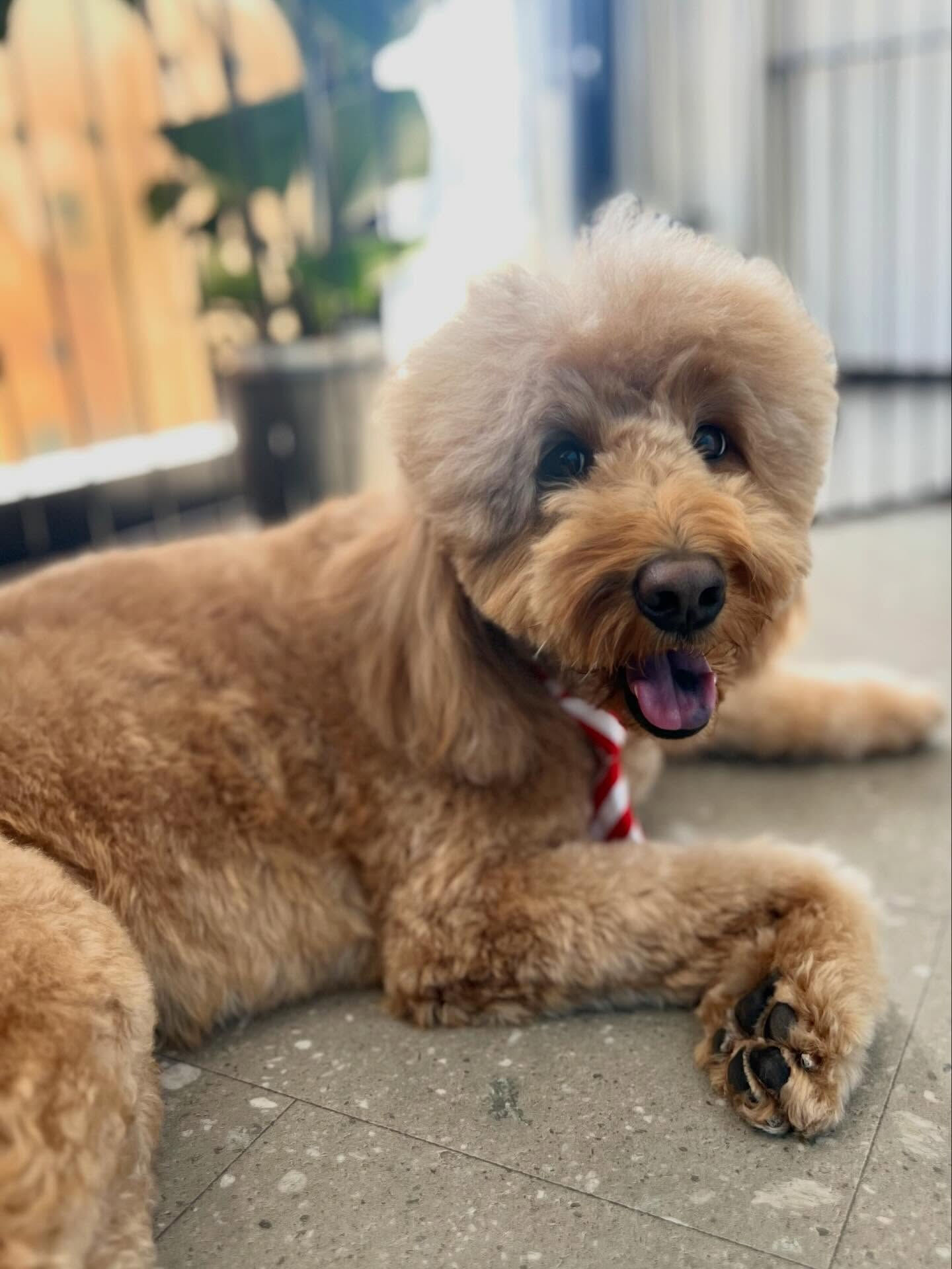 来店いただいたアンディくんです🐶✨