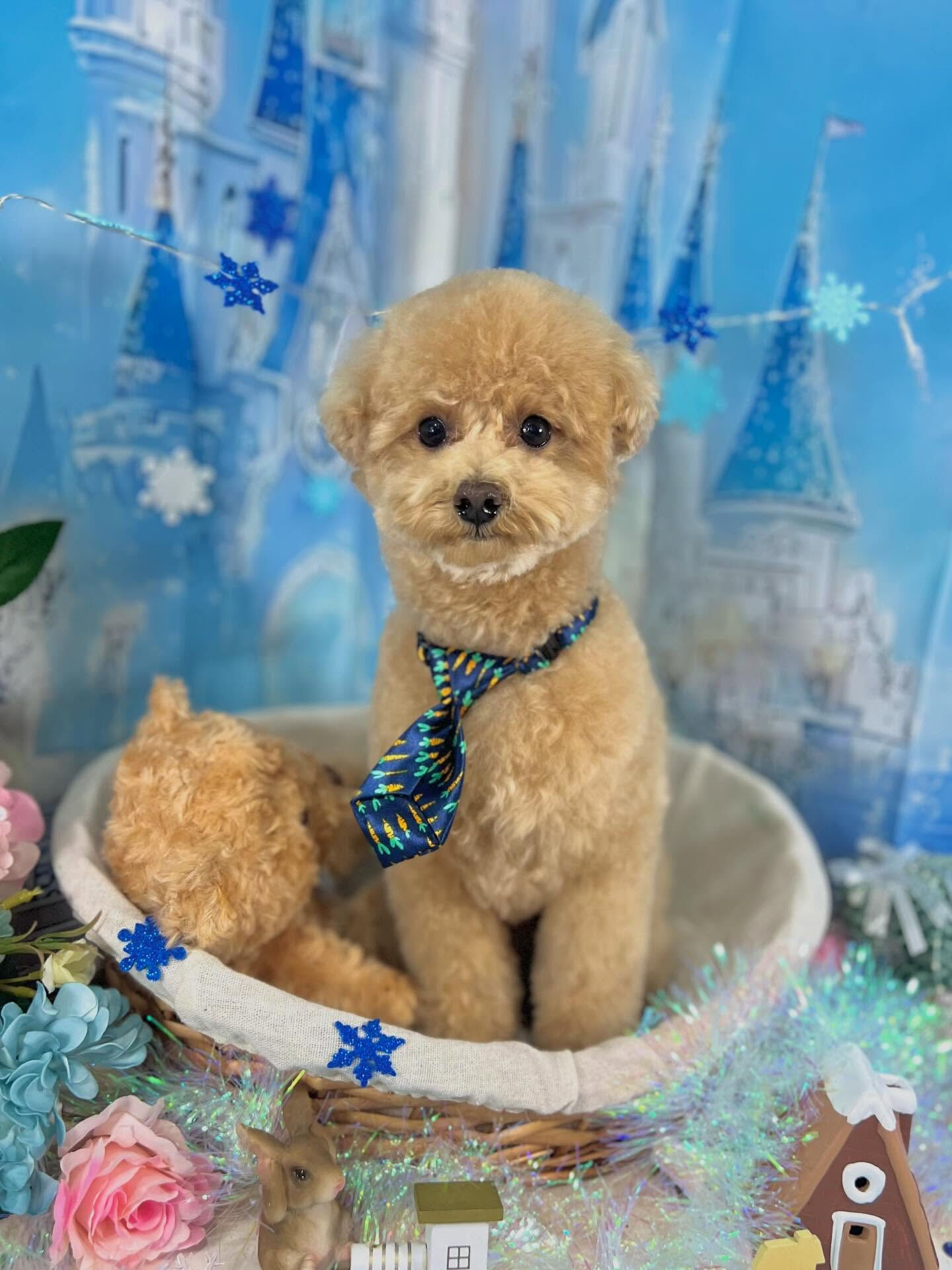 来店いただいたハニくんです🐶✨