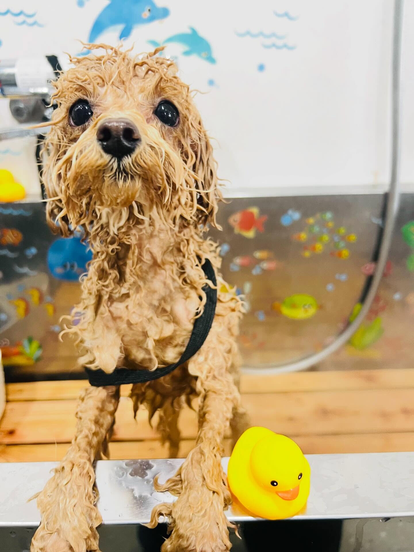 来店いただいたハニくんです🐶✨