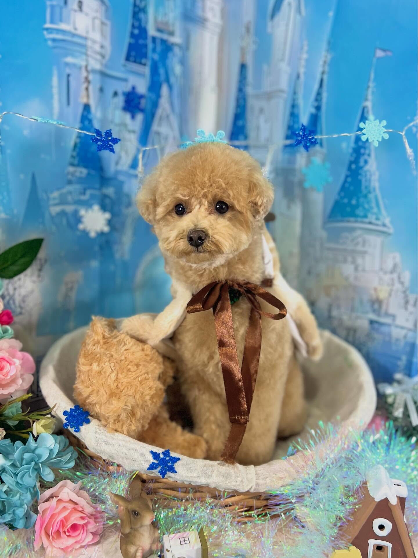 来店いただいたハニくんです🐶✨