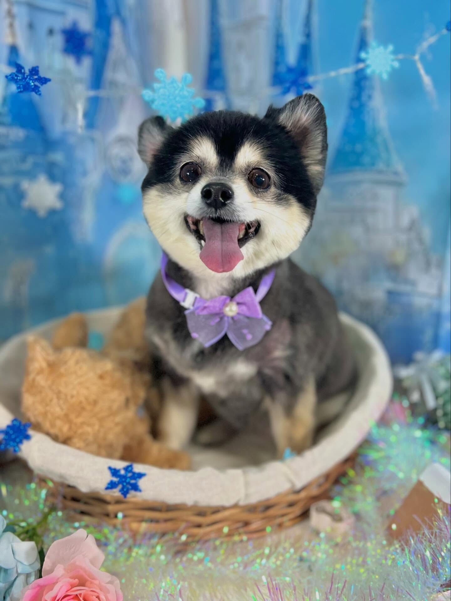 来店いただいたMOMOちゃんです🐶✨