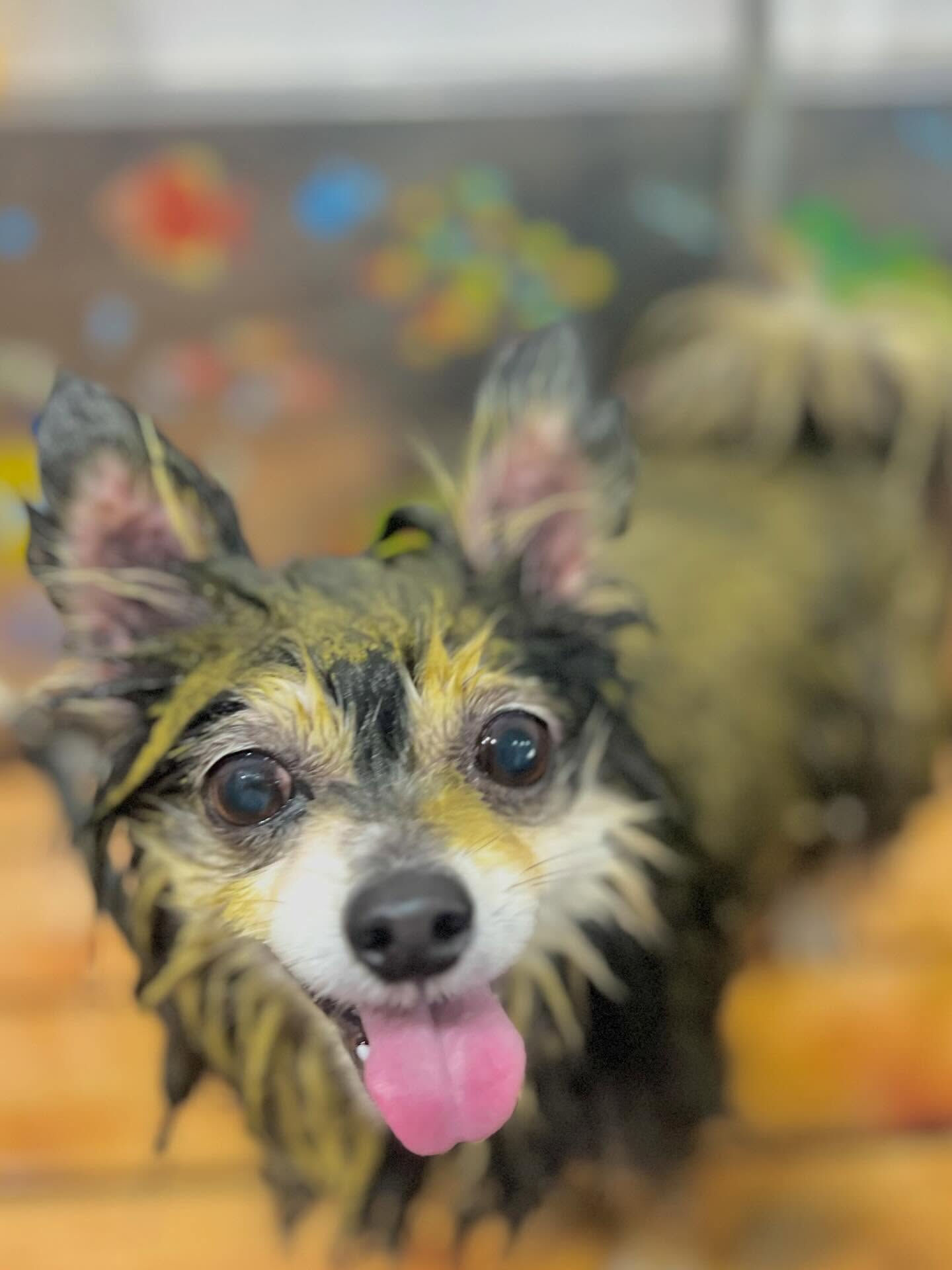 来店いただいたMOMOちゃんです🐶✨