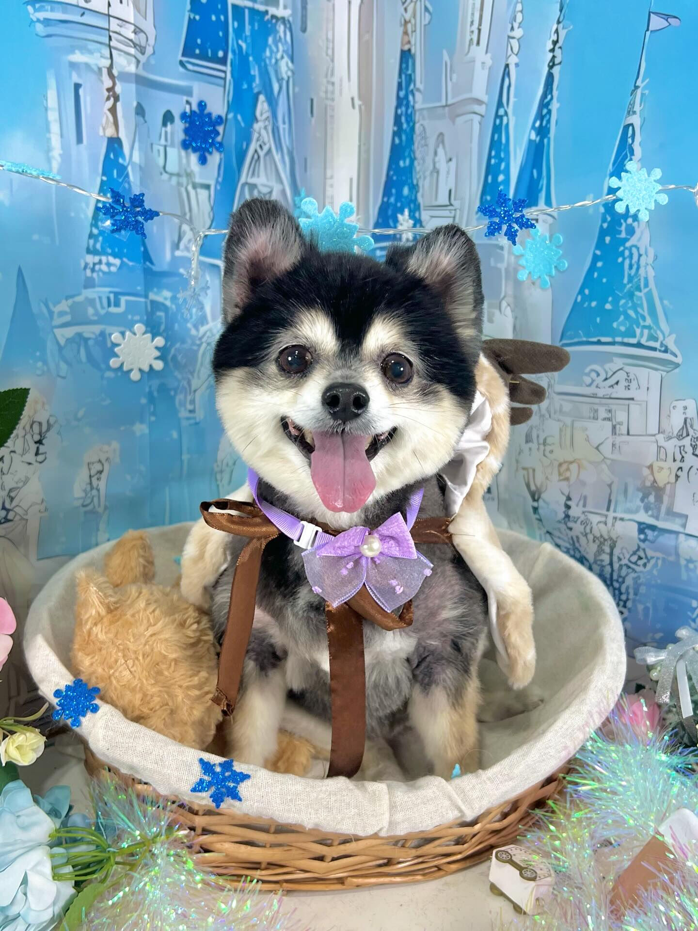 来店いただいたMOMOちゃんです🐶✨
