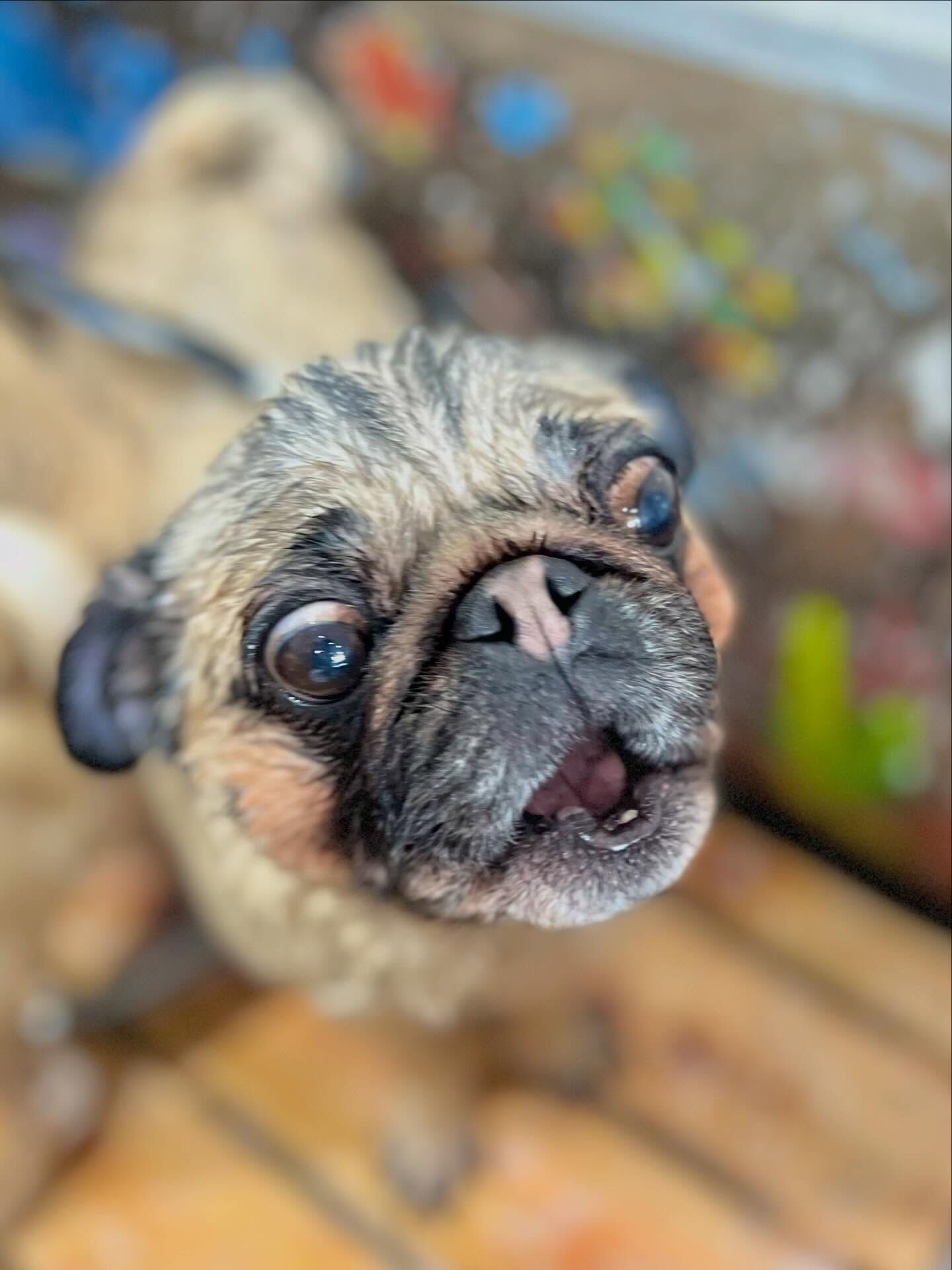 来店いただいたパグミちゃんです🐶✨