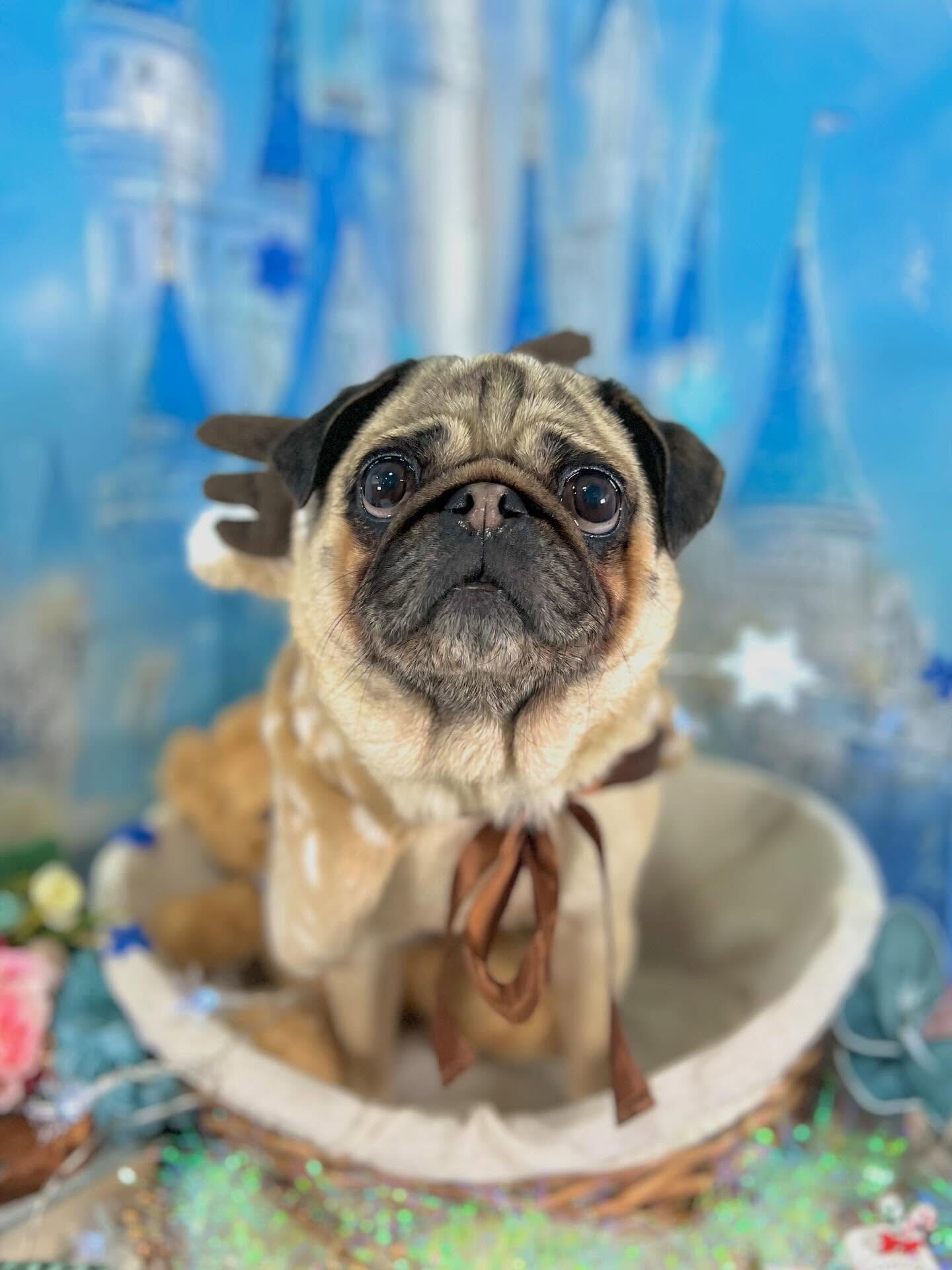 来店いただいたパグミちゃんです🐶✨