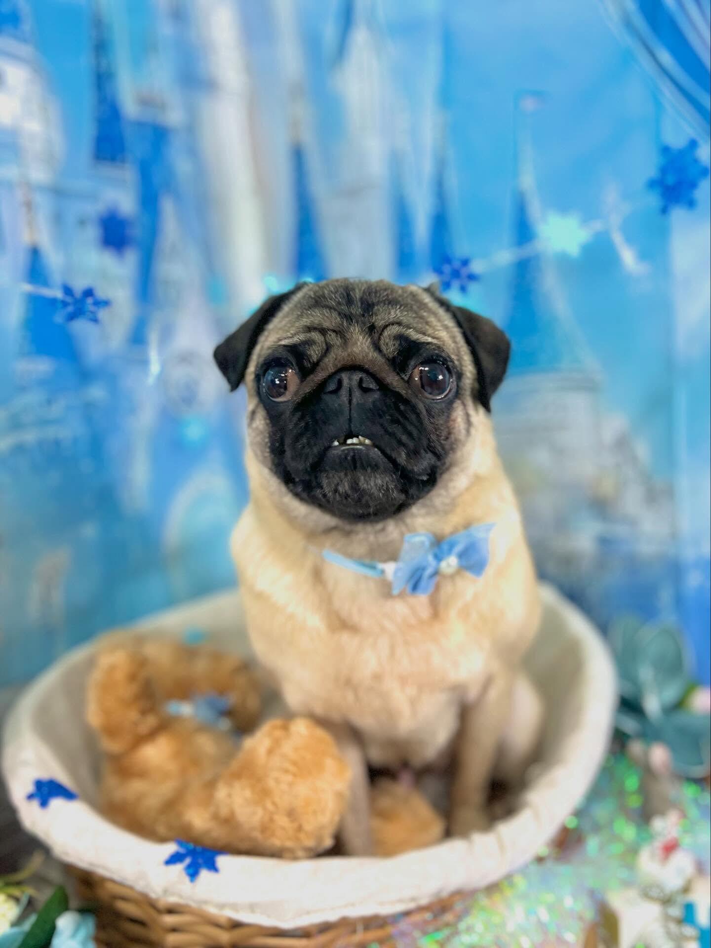 来店いただいたパグトくんです🐶✨