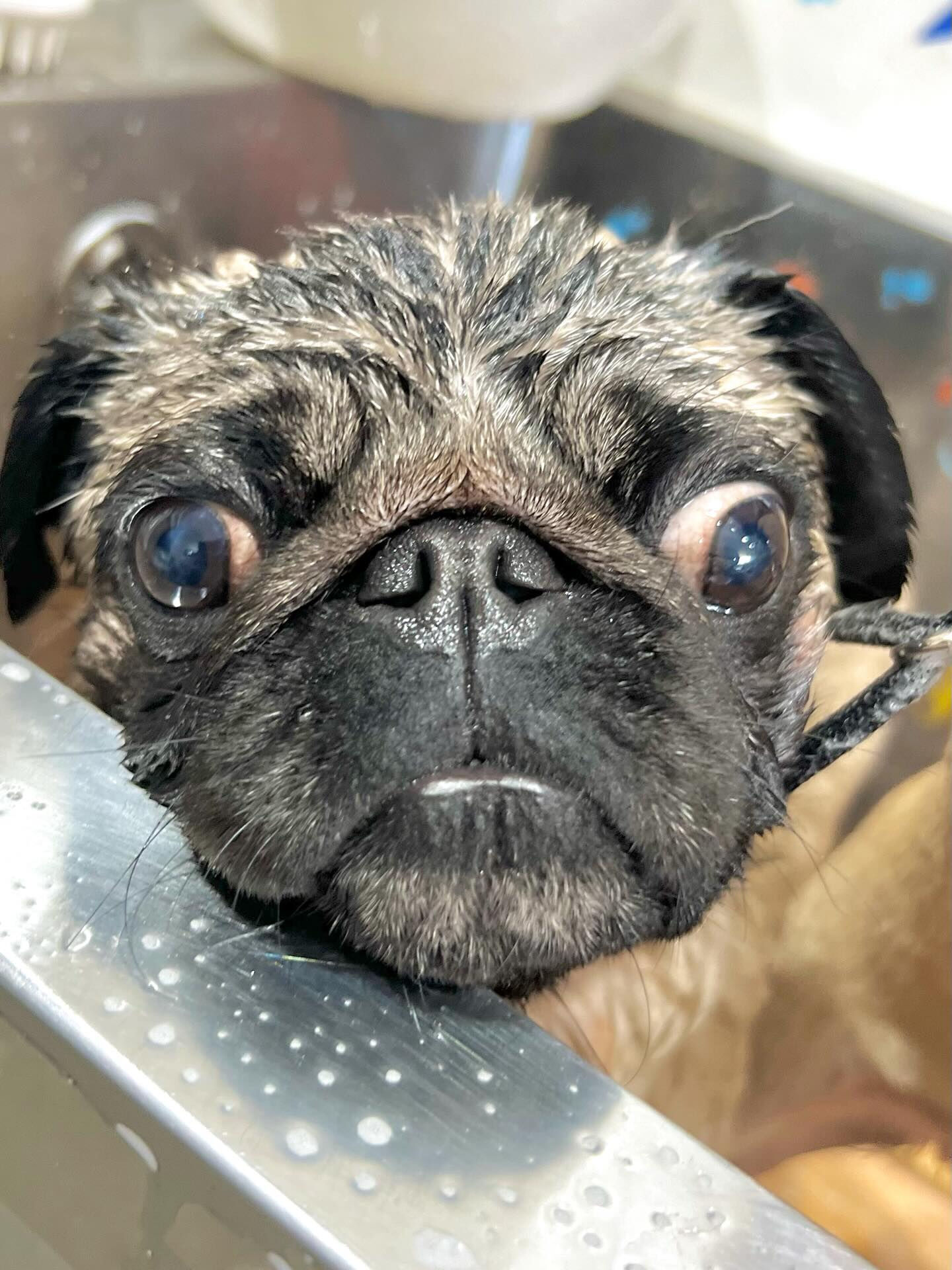 来店いただいたパグトくんです🐶✨