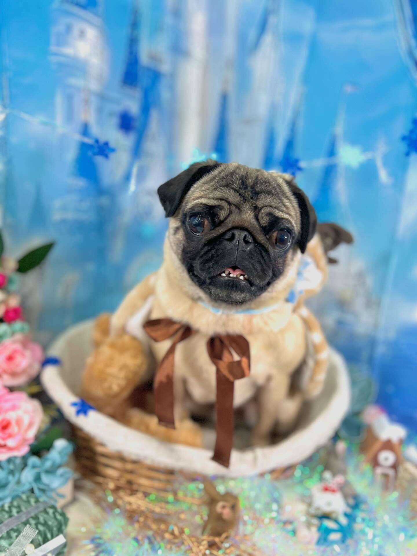 来店いただいたパグトくんです🐶✨