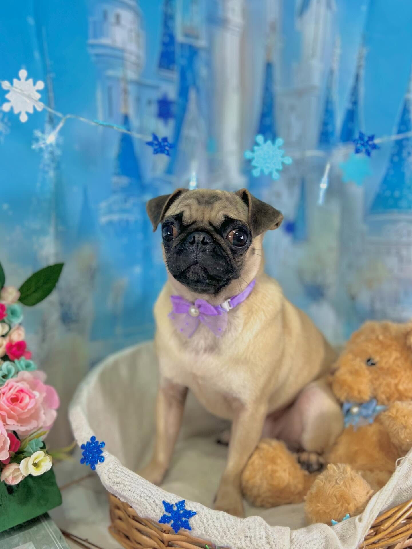 来店いただいたもずくちゃんです🐶✨
