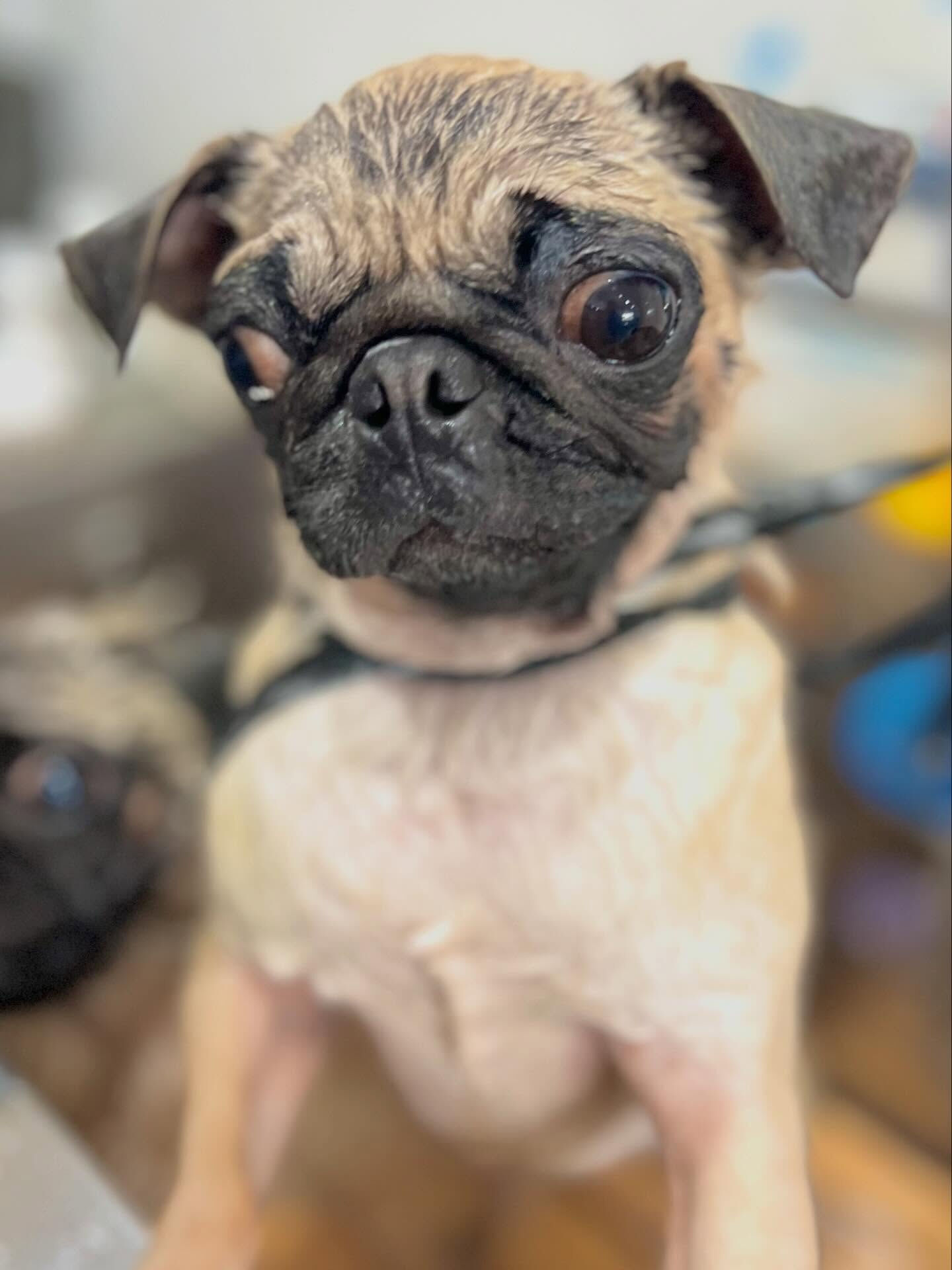 来店いただいたもずくちゃんです🐶✨