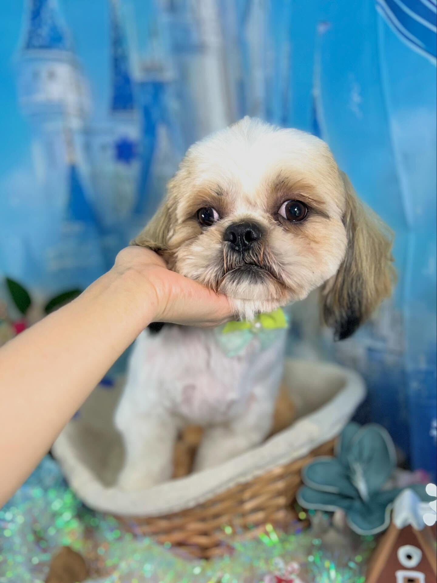 来店いただいたなつくんです🐶✨