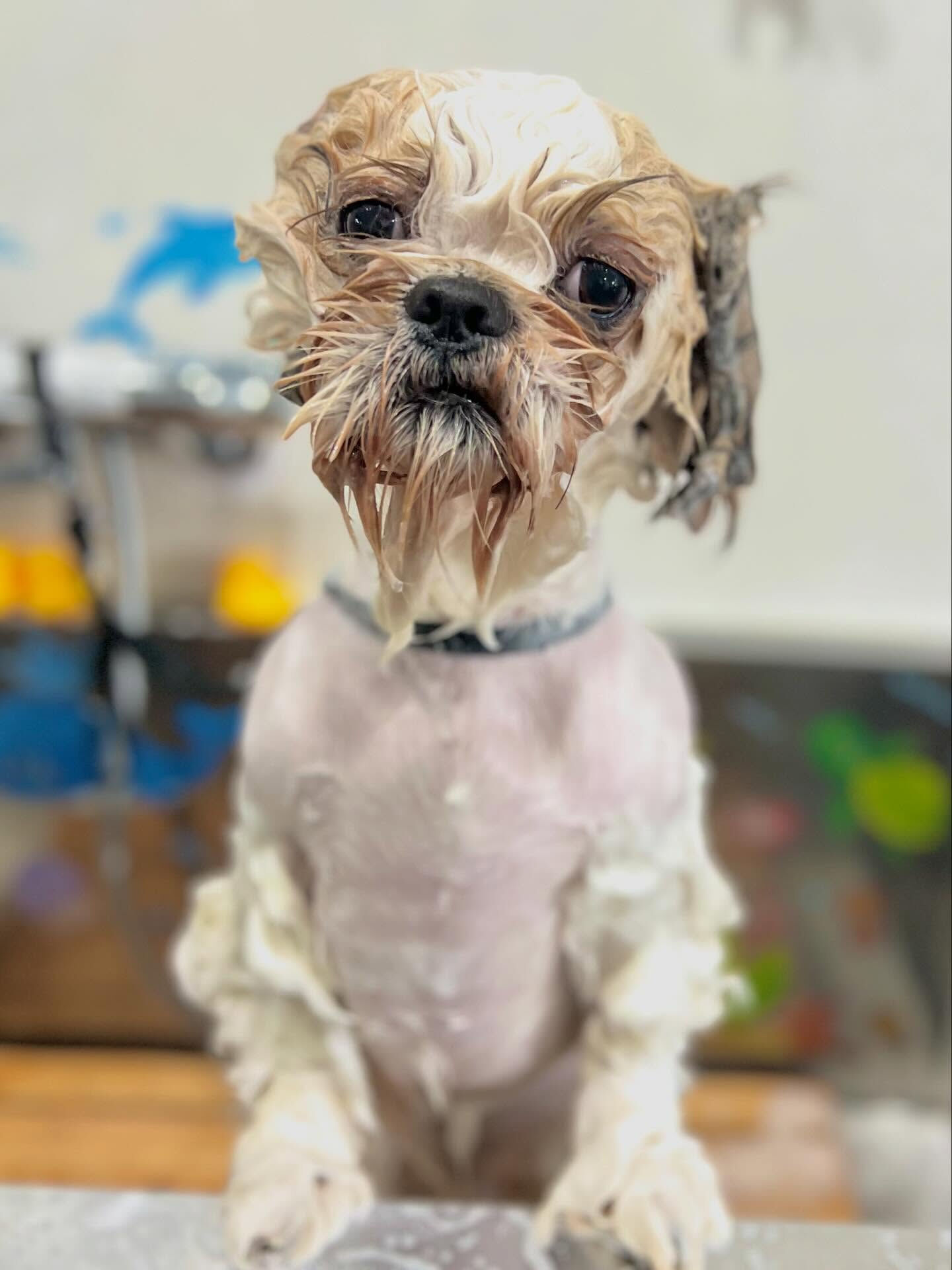 来店いただいたなつくんです🐶✨