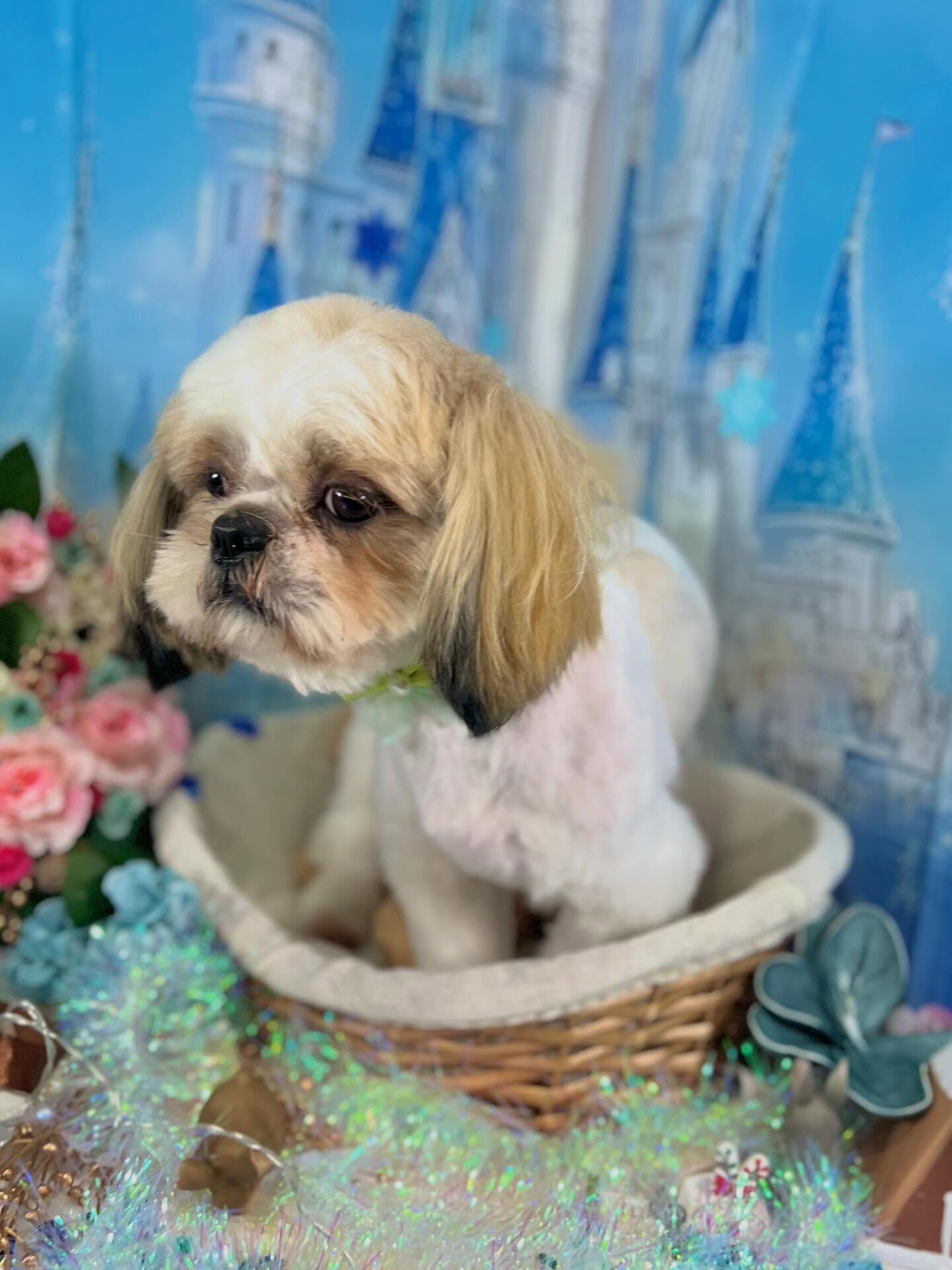 来店いただいたなつくんです🐶✨