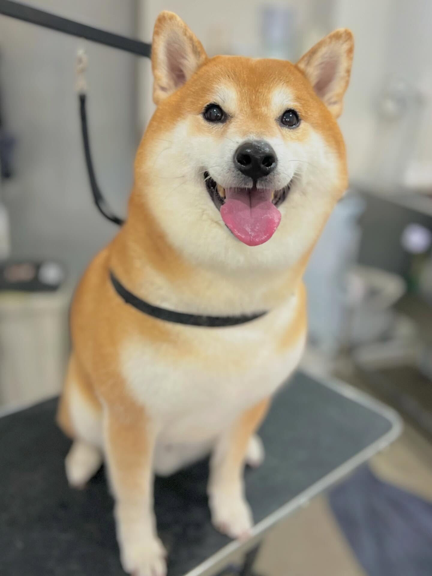 来店いただいたこてつくんです🐶✨