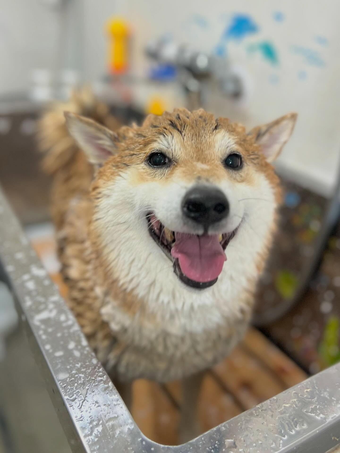 来店いただいたこてつくんです🐶✨