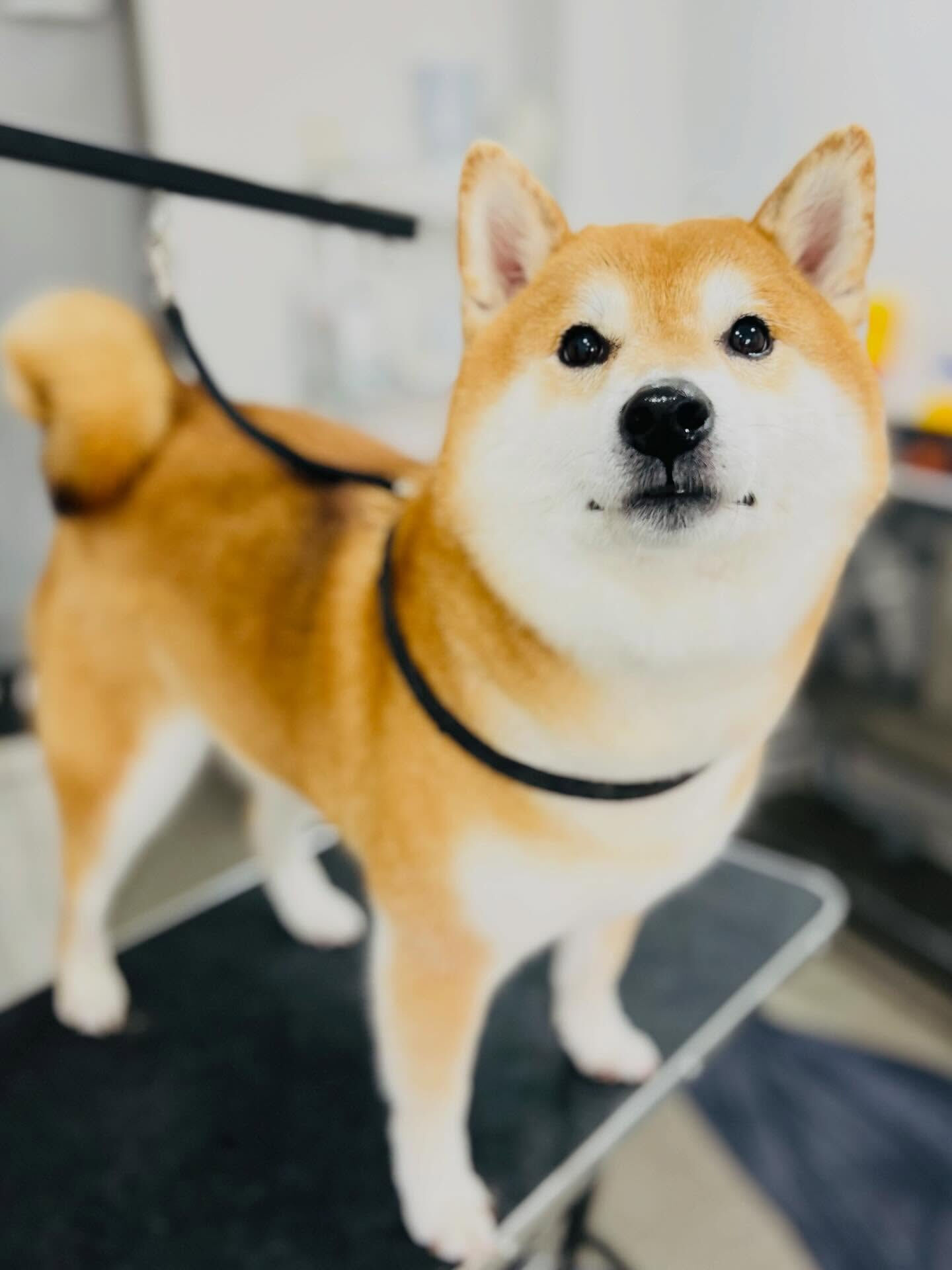 来店いただいたこてつくんです🐶✨