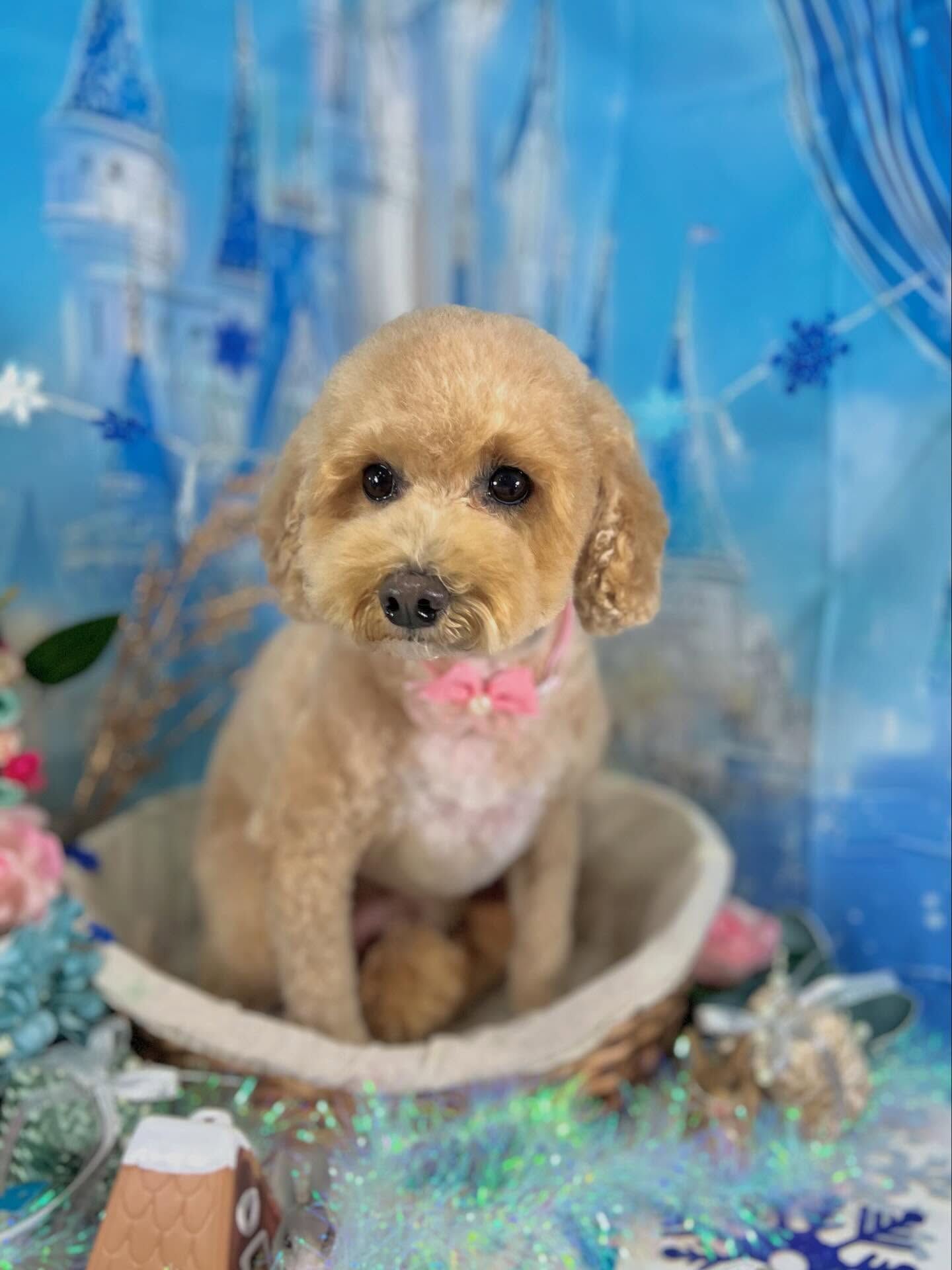 来店いただいたエマちゃんです🐶✨