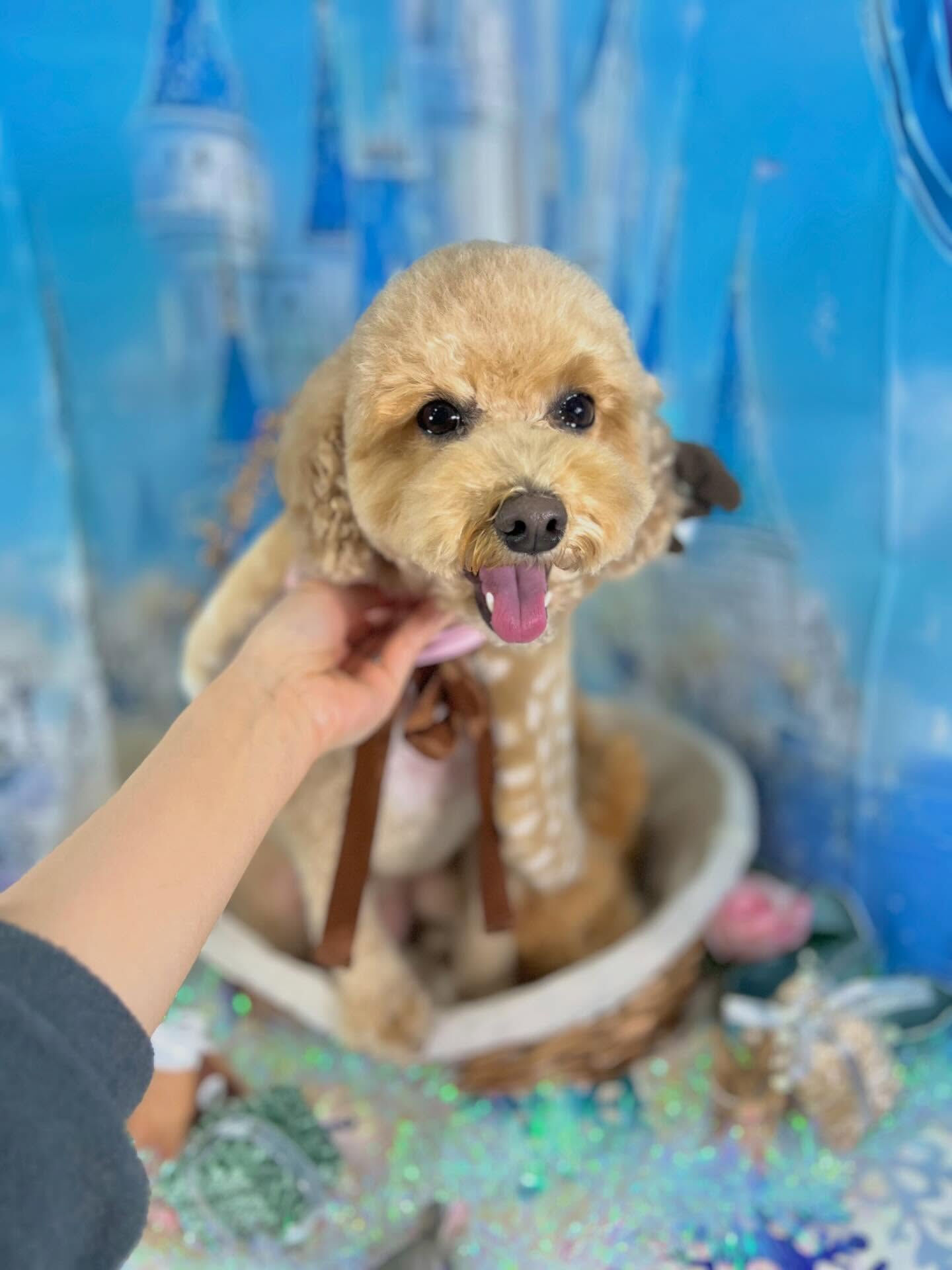 来店いただいたエマちゃんです🐶✨