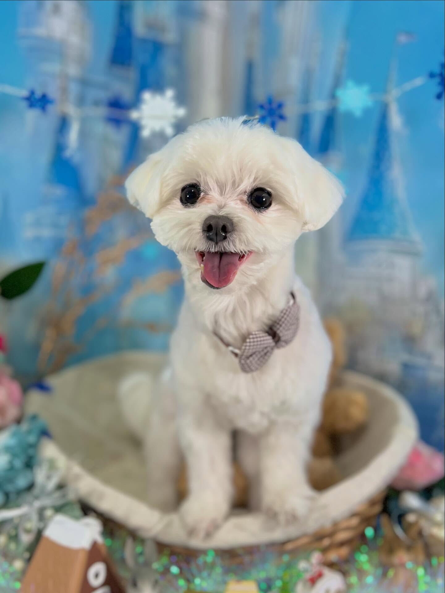 来店いただいたむぎちゃんです🐶✨