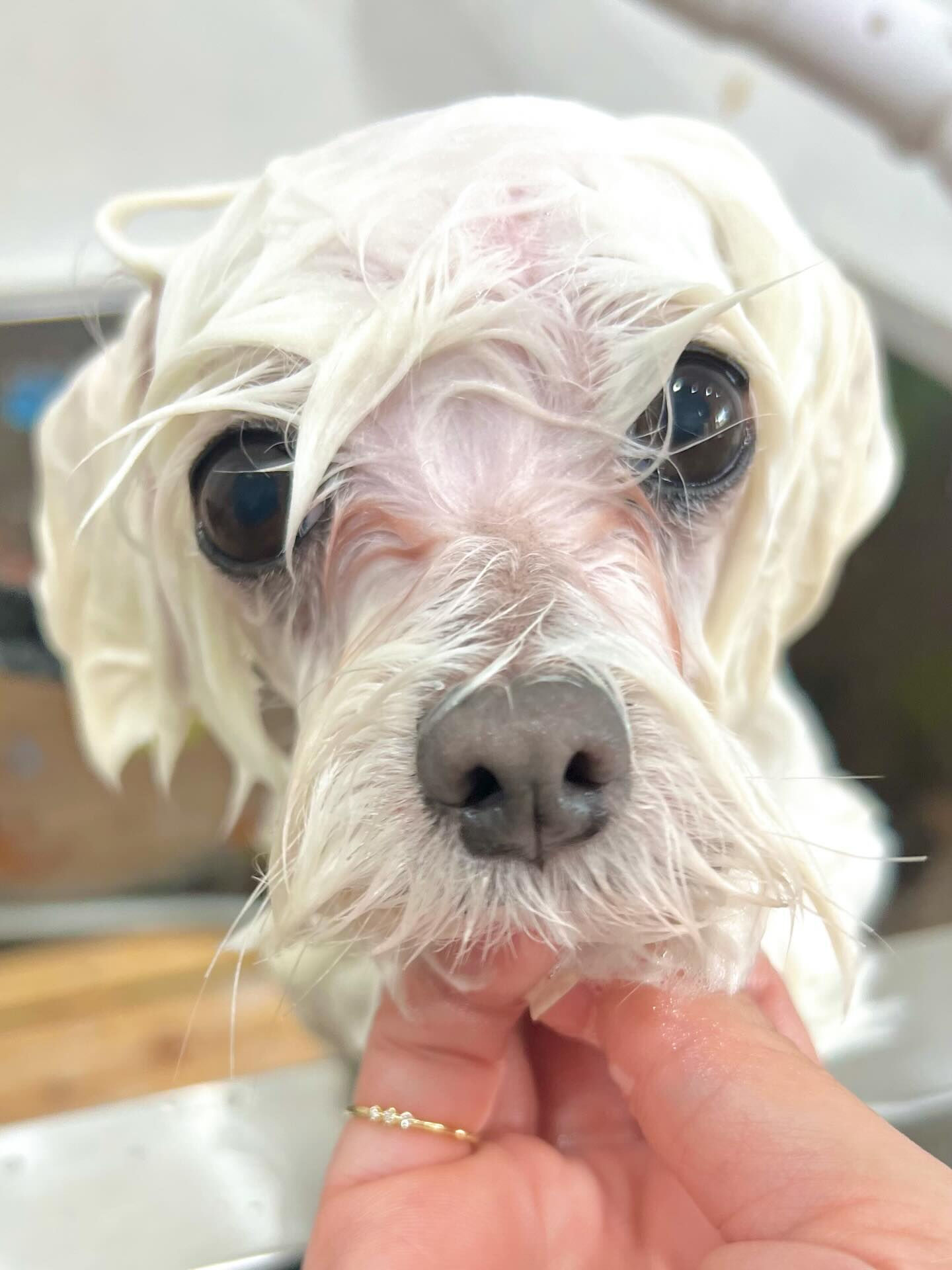 来店いただいたむぎちゃんです🐶✨