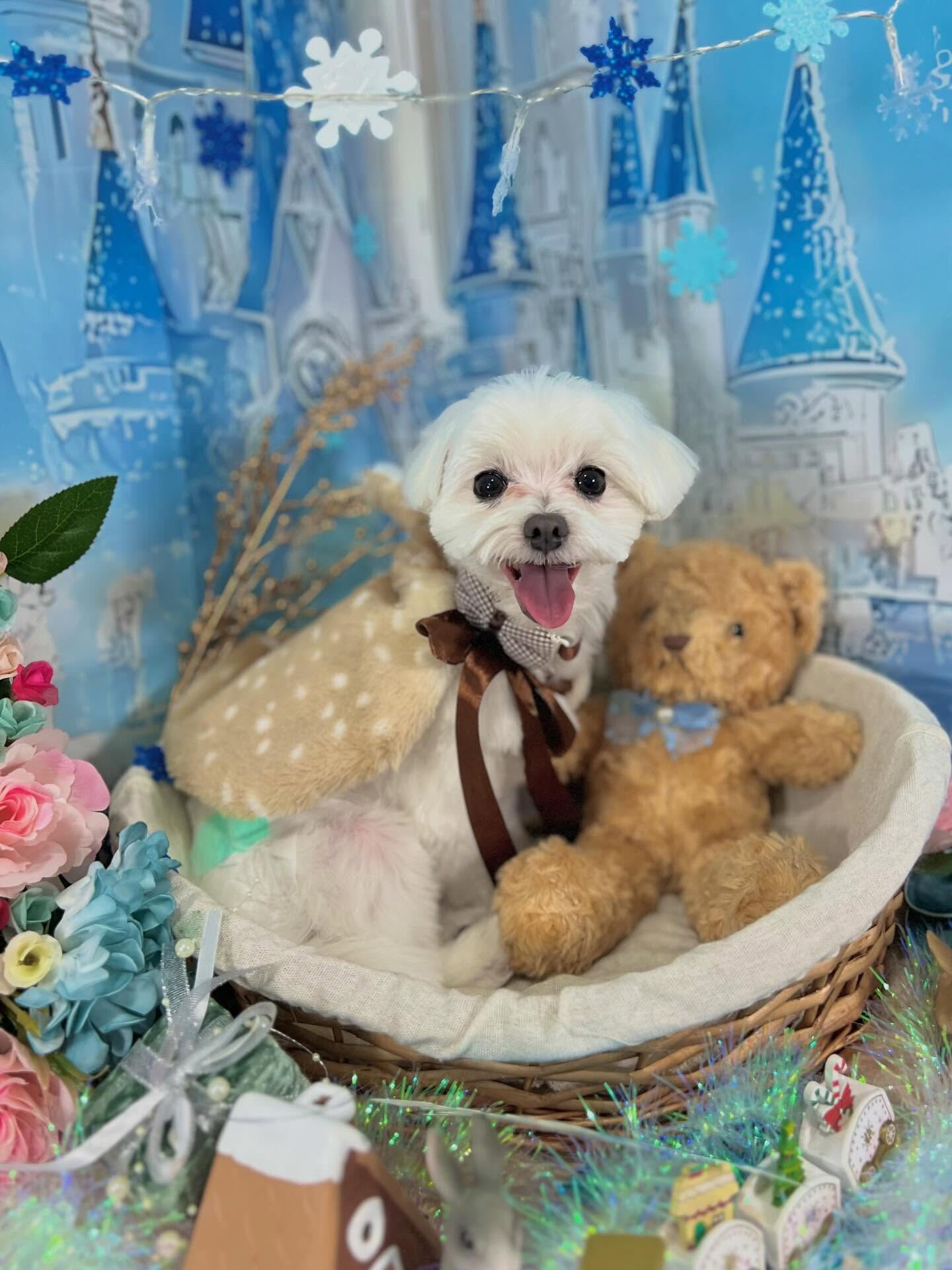 来店いただいたむぎちゃんです🐶✨