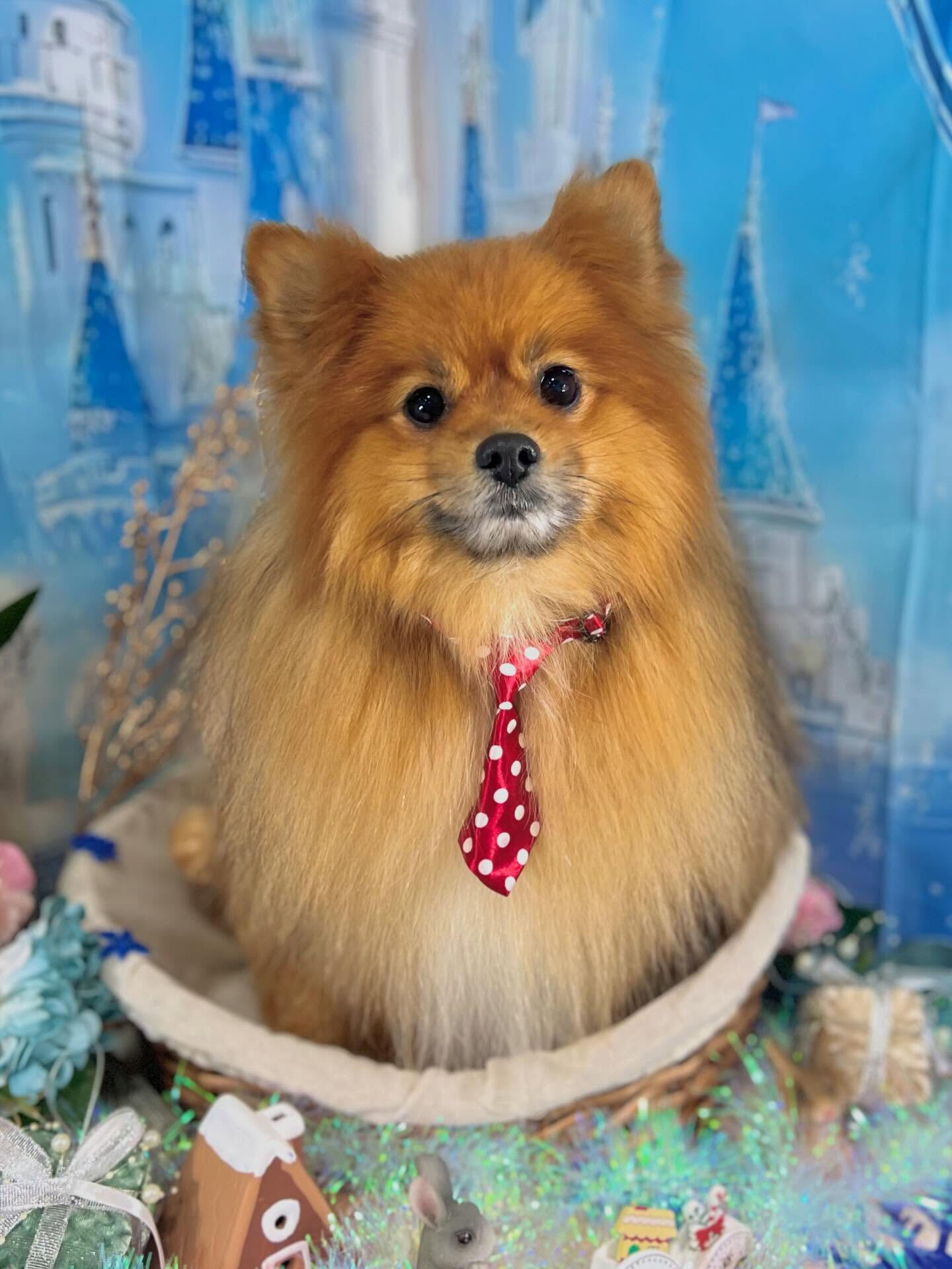 来店いただいたごん太くんです🐶✨