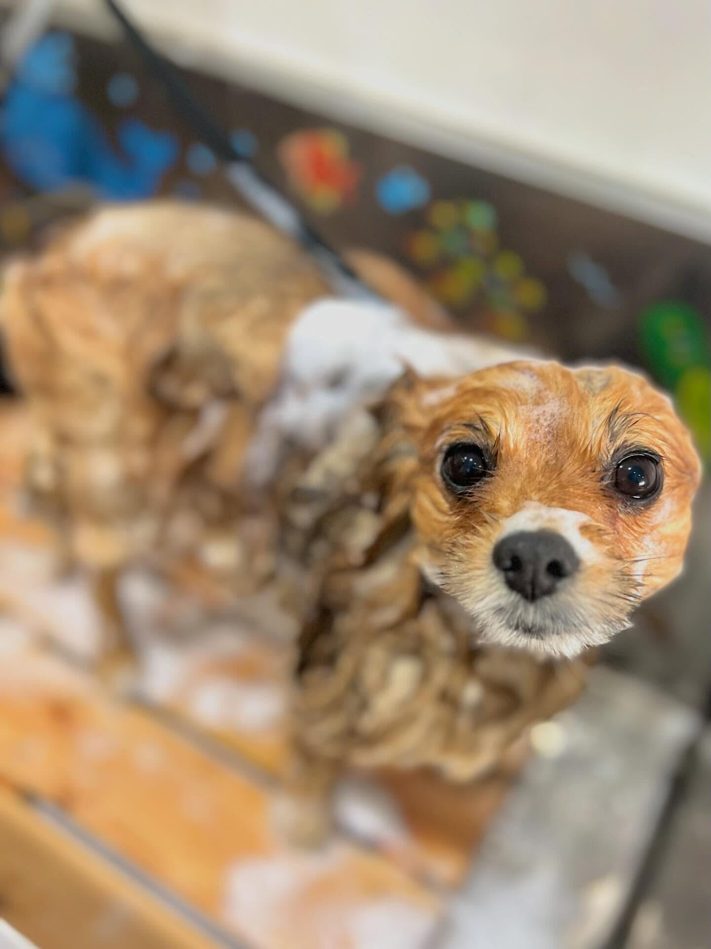 来店いただいたごん太くんです🐶✨