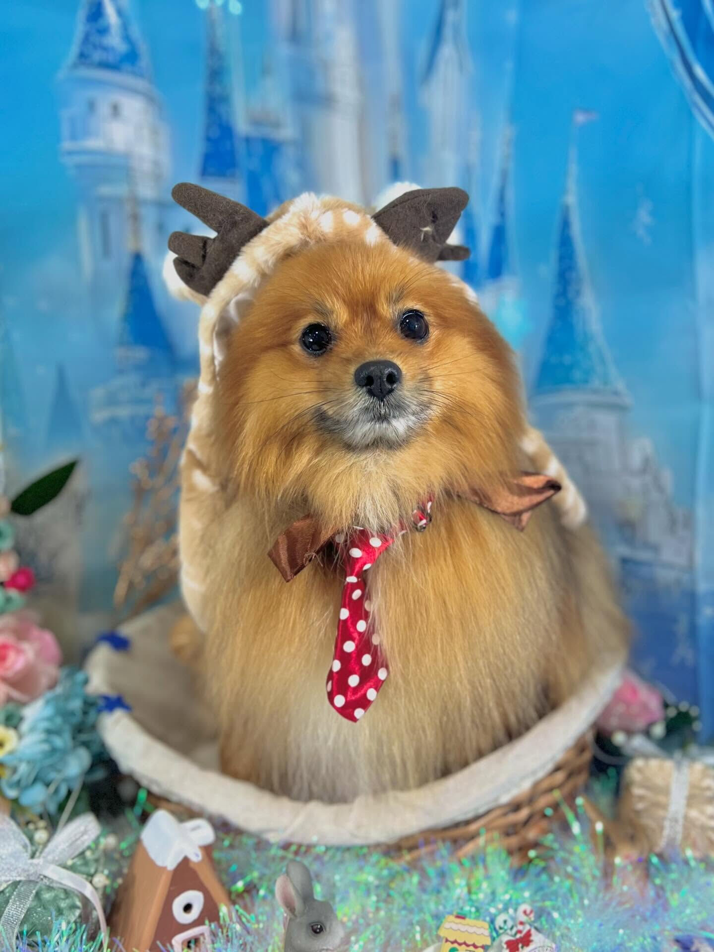 来店いただいたごん太くんです🐶✨