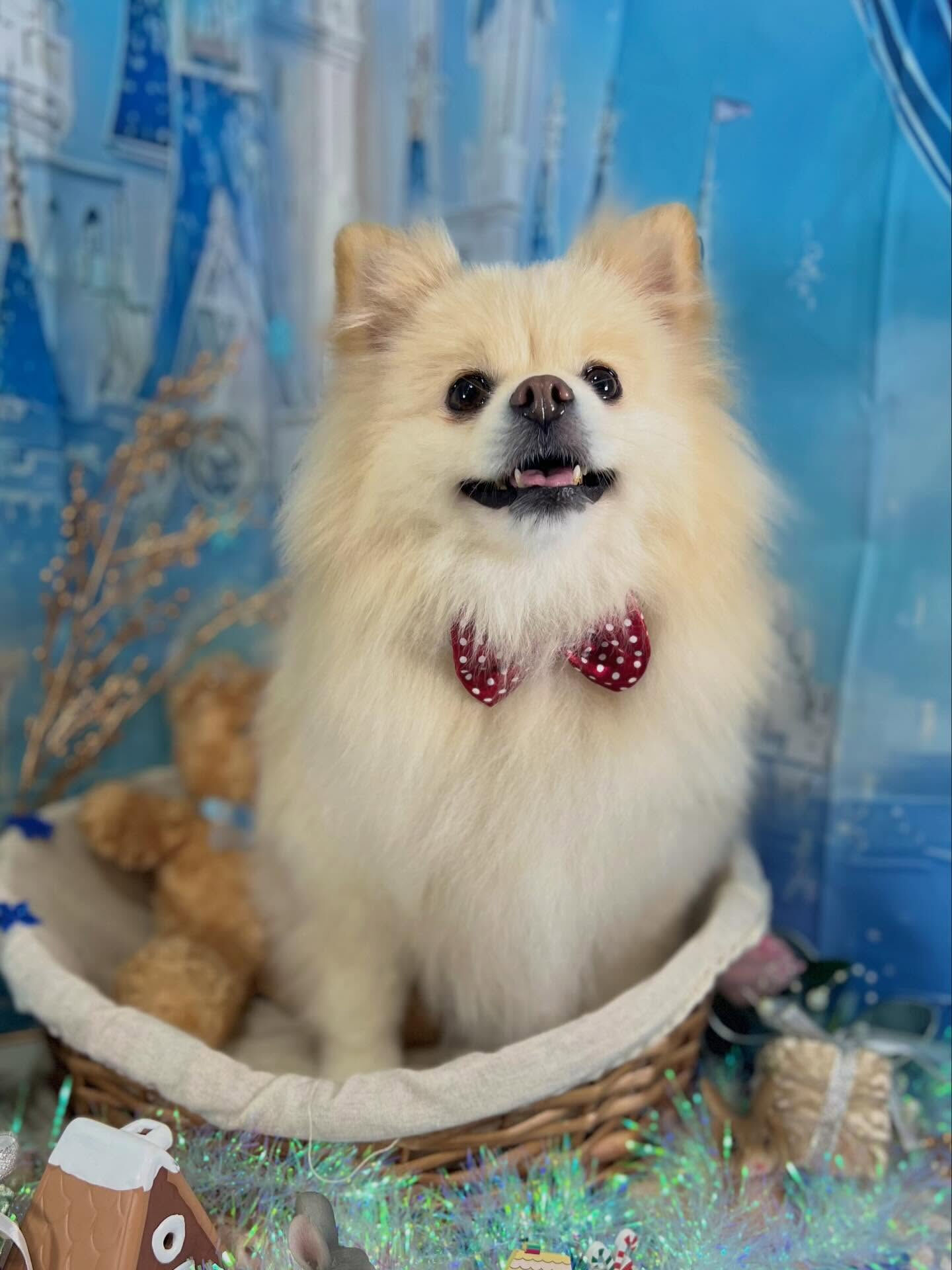 来店いただいたはな子ちゃんです🐶✨