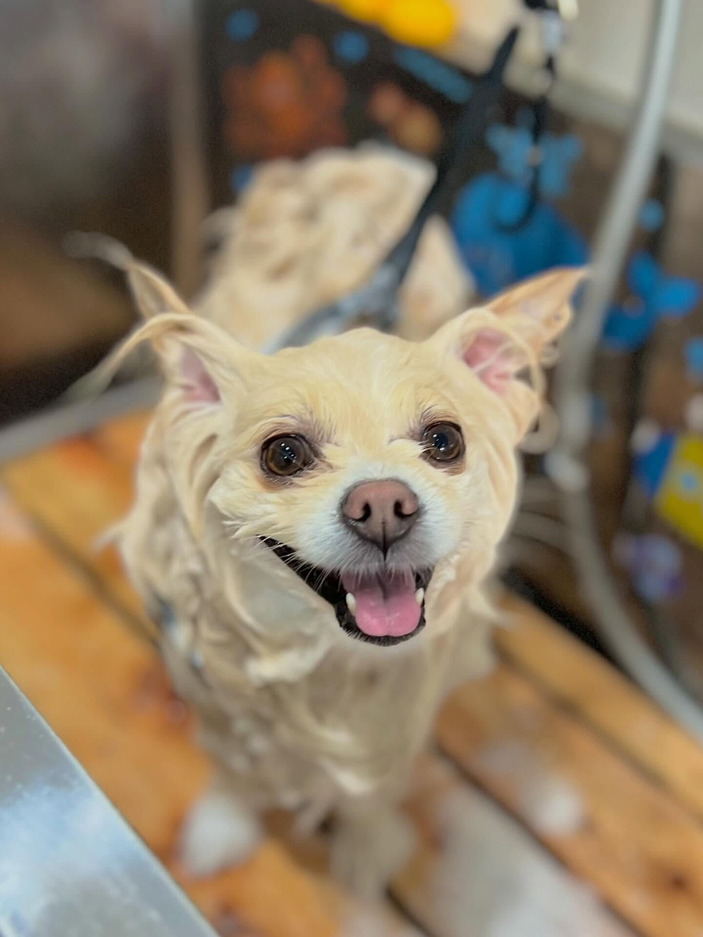 来店いただいたはな子ちゃんです🐶✨