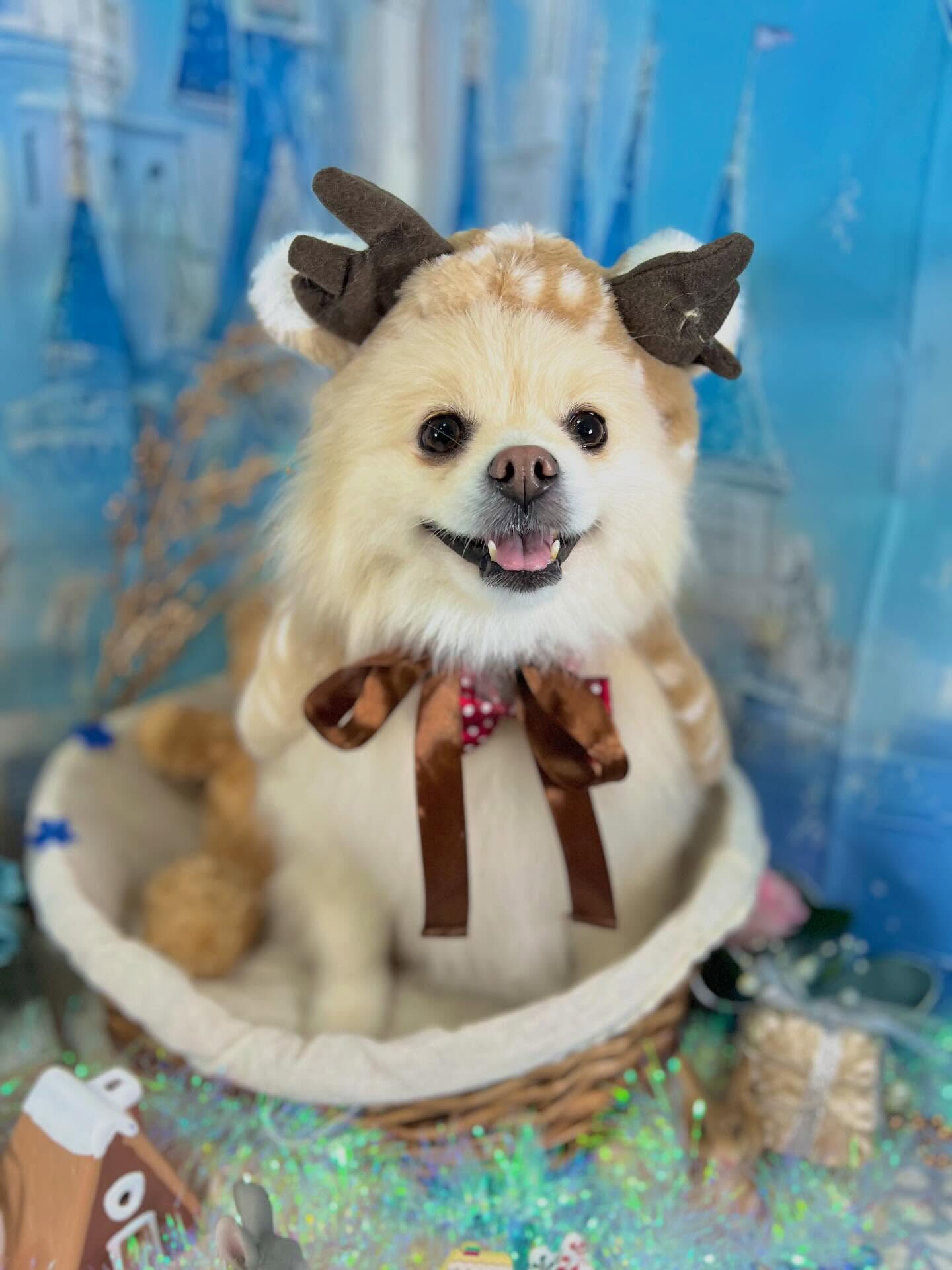 来店いただいたはな子ちゃんです🐶✨