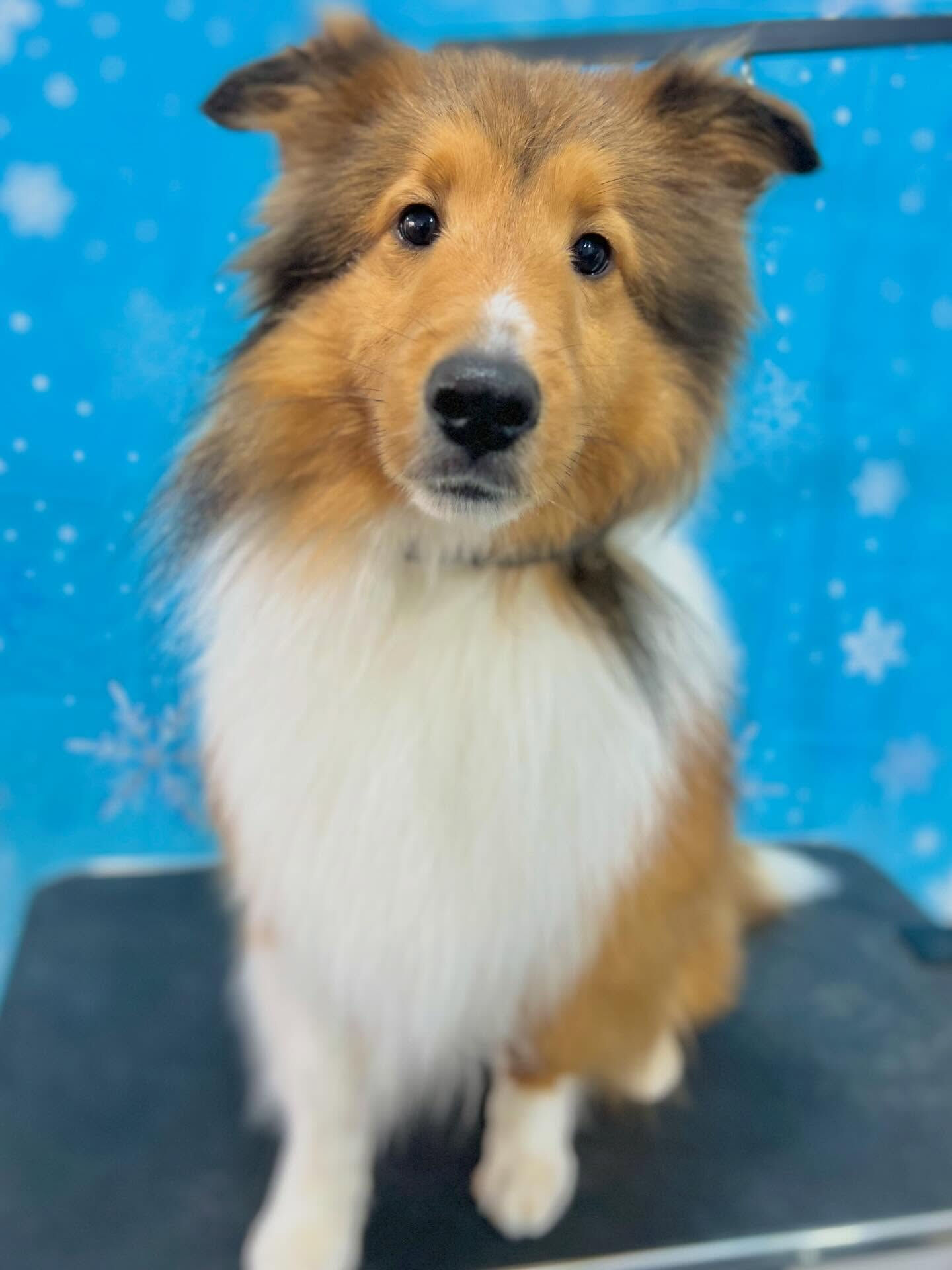 来店いただいたミハエルくんです🐶✨