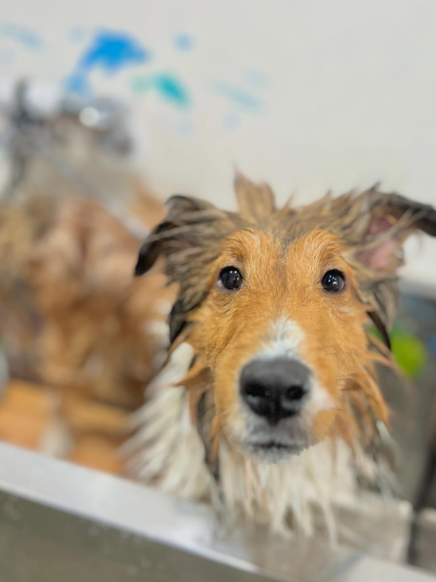 来店いただいたミハエルくんです🐶✨