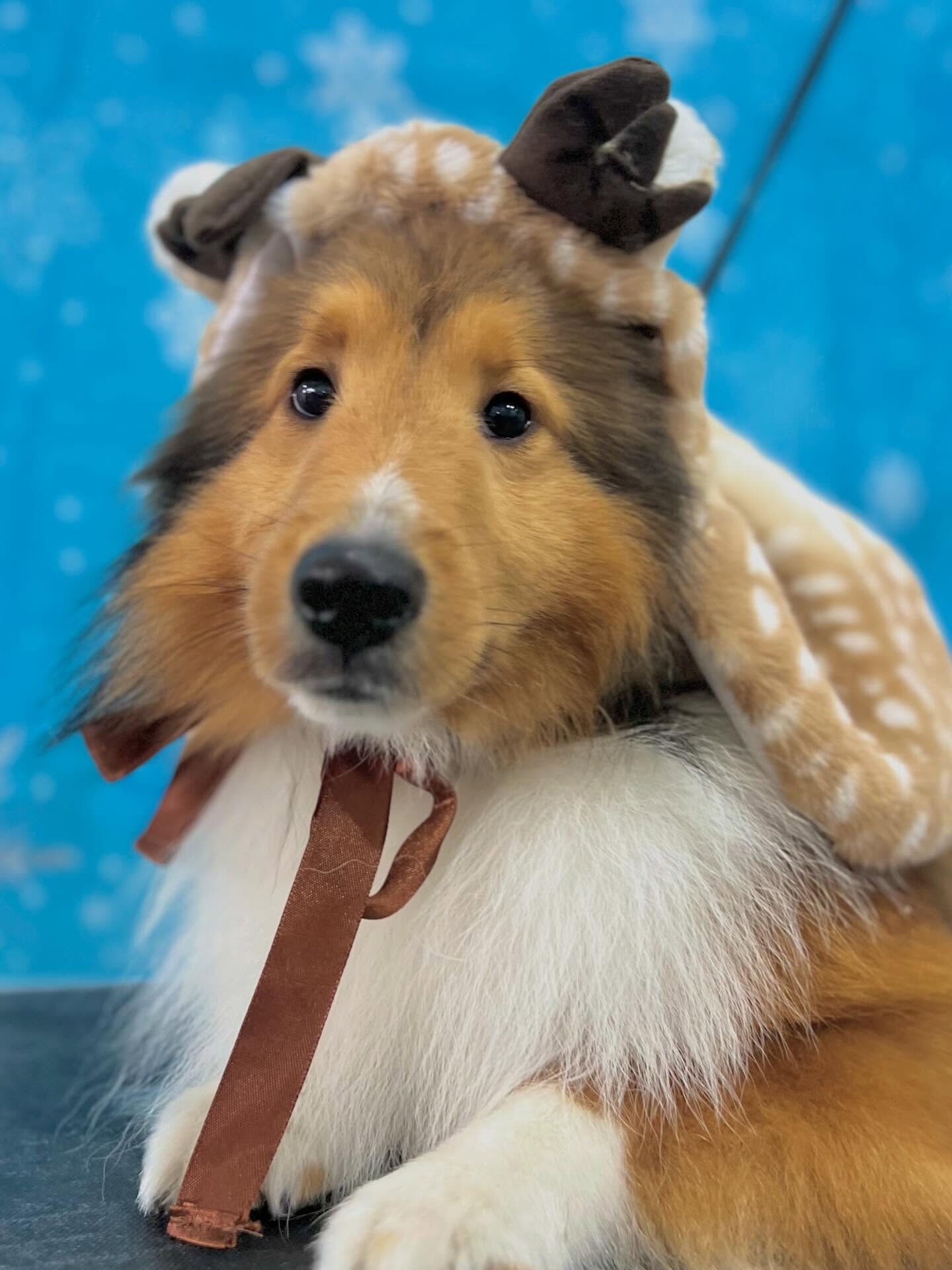 来店いただいたミハエルくんです🐶✨