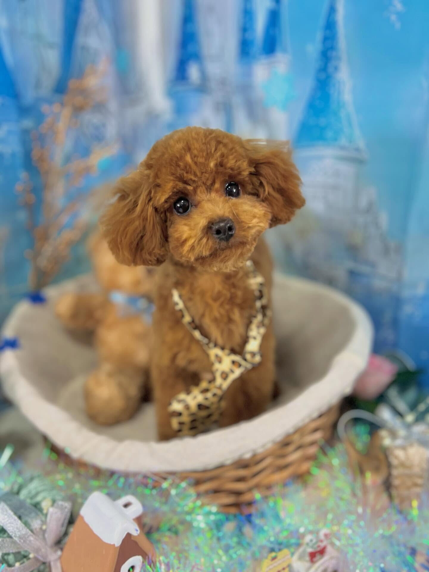 来店いただいた莉楽ちゃんです🐶✨