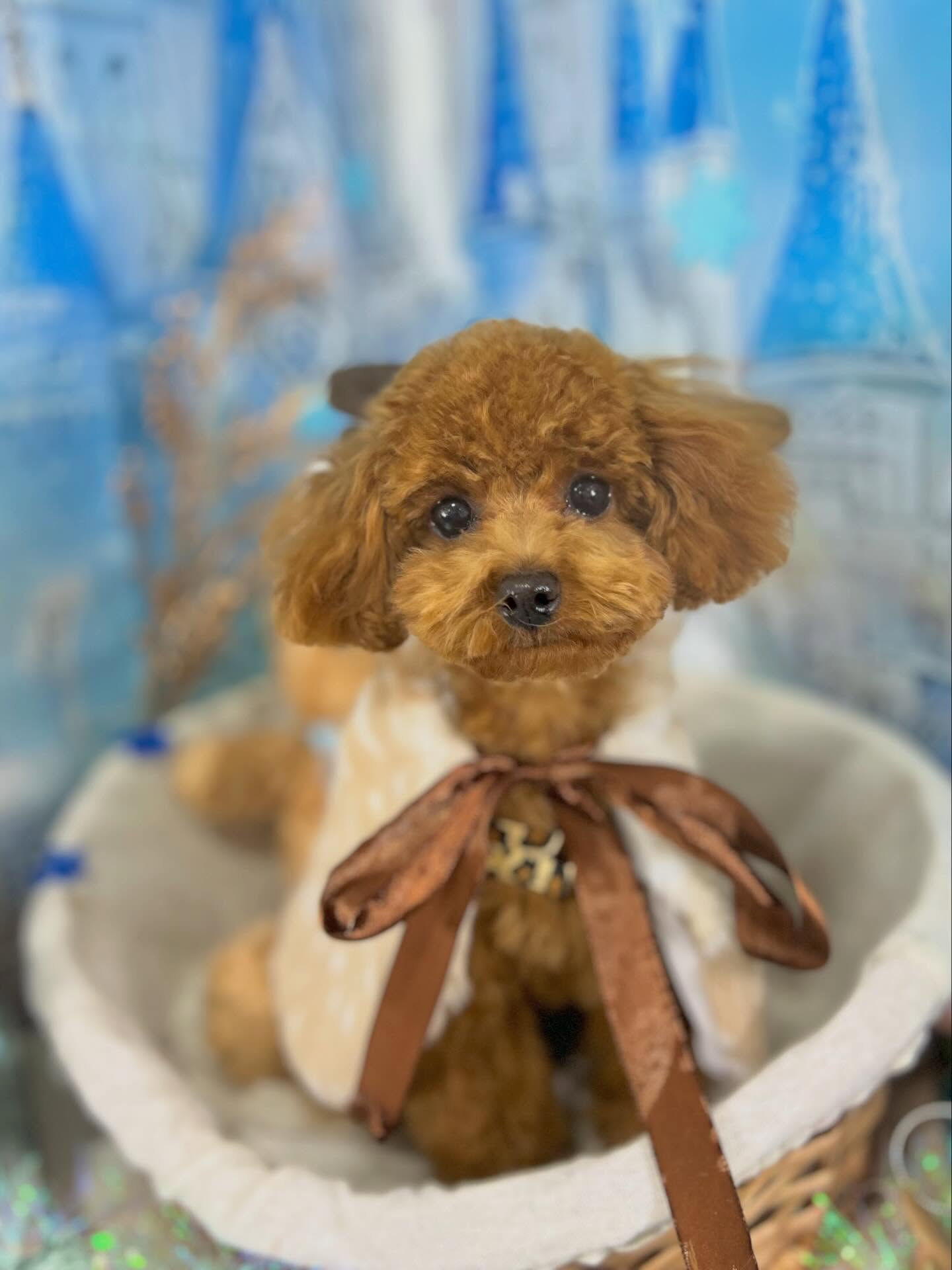 来店いただいた莉楽ちゃんです🐶✨