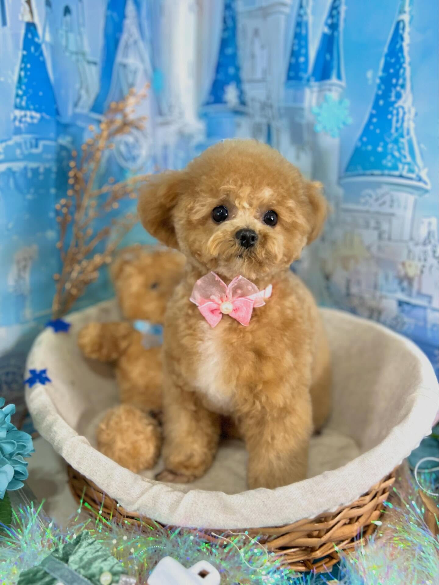 来店いただいたエミちゃんです🐶✨