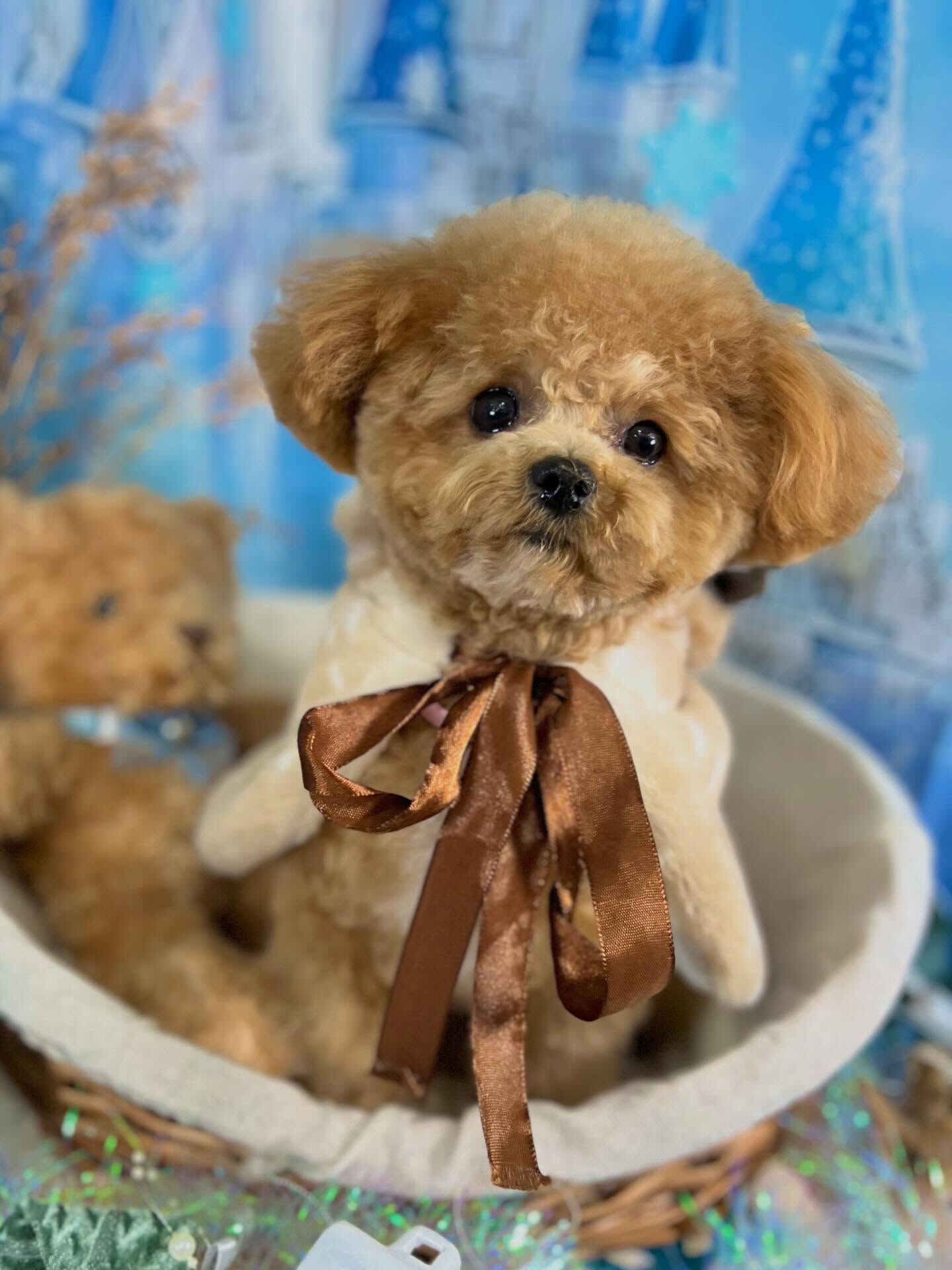 来店いただいたエミちゃんです🐶✨