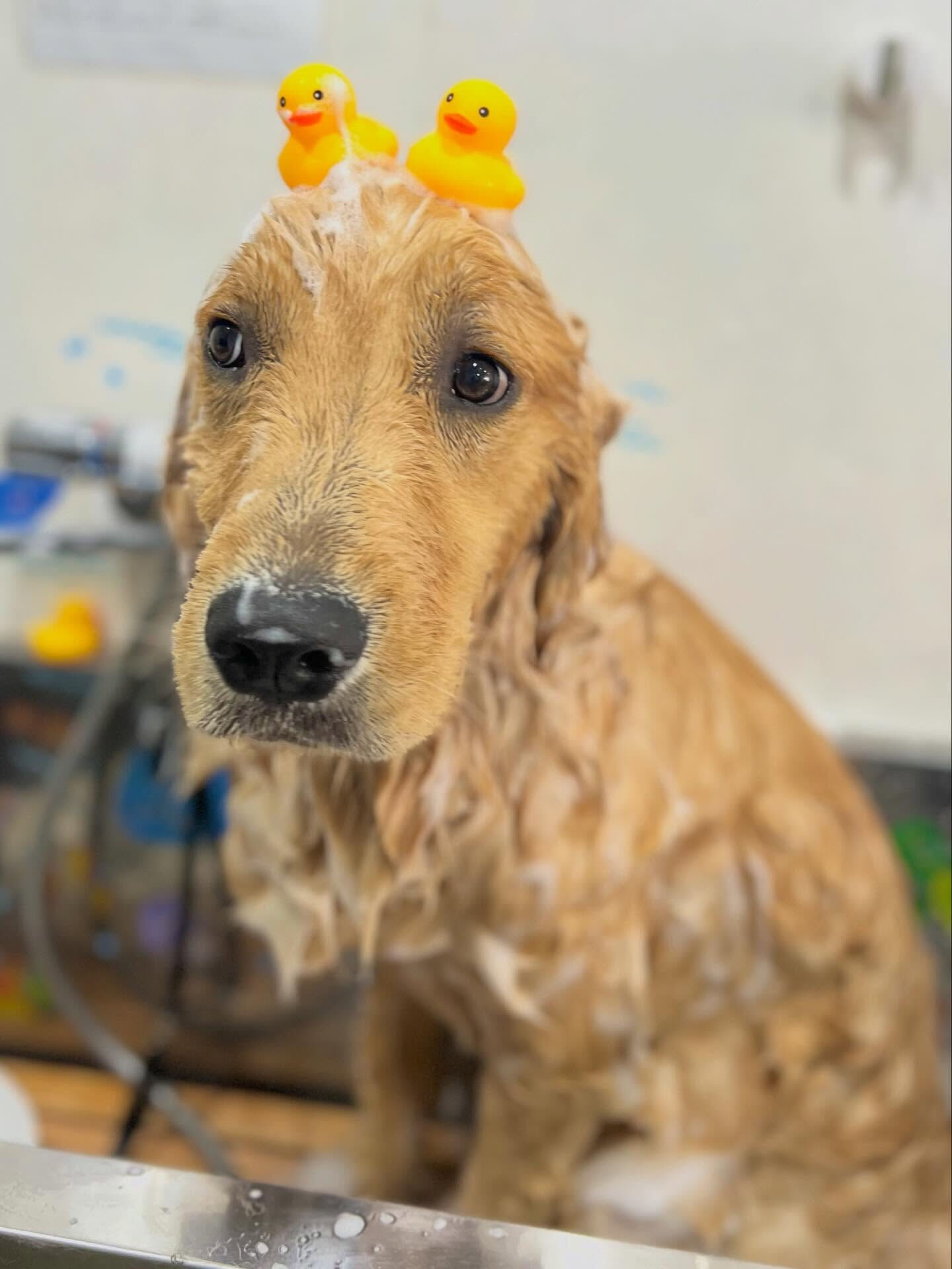 来店いただいたリクくんです🐶✨