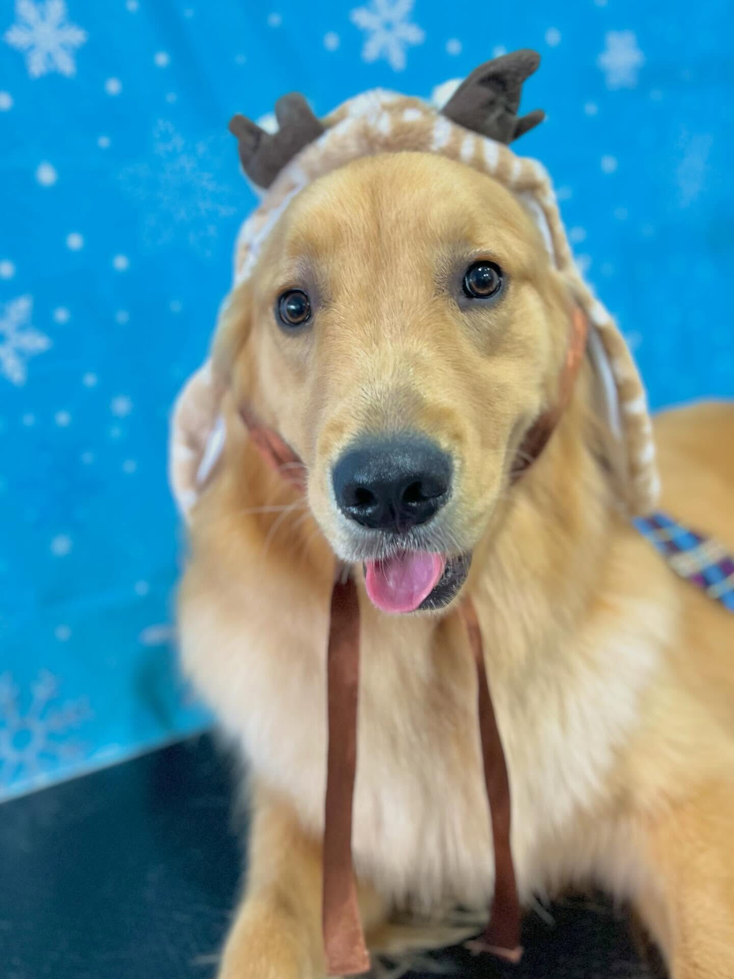 来店いただいたリクくんです🐶✨