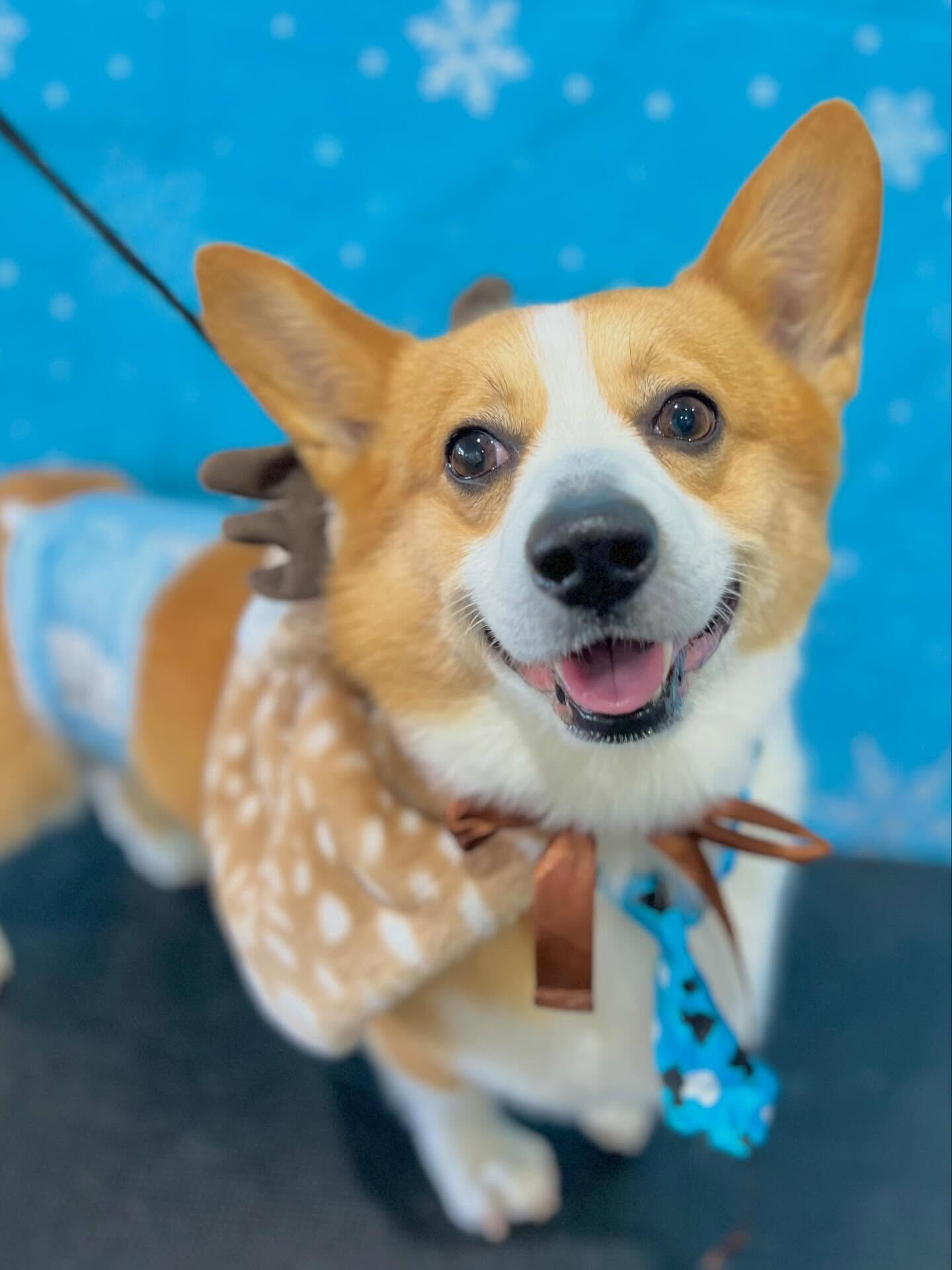 来店いただいたルカくんです🐶✨