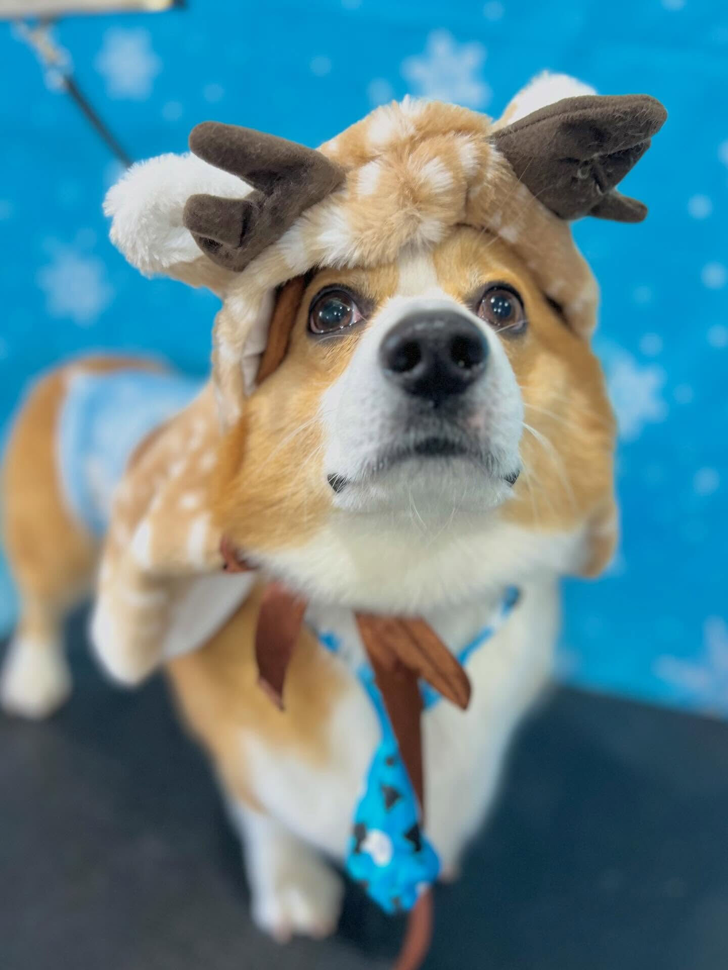 来店いただいたルカくんです🐶✨