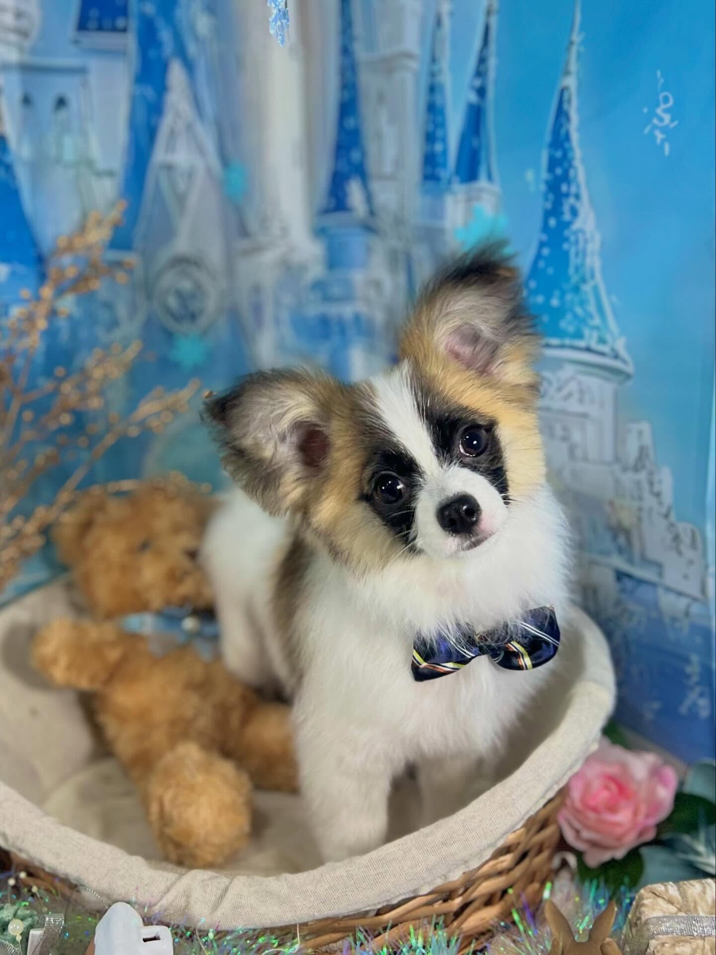 来店いただいた小太郎くんです🐶✨