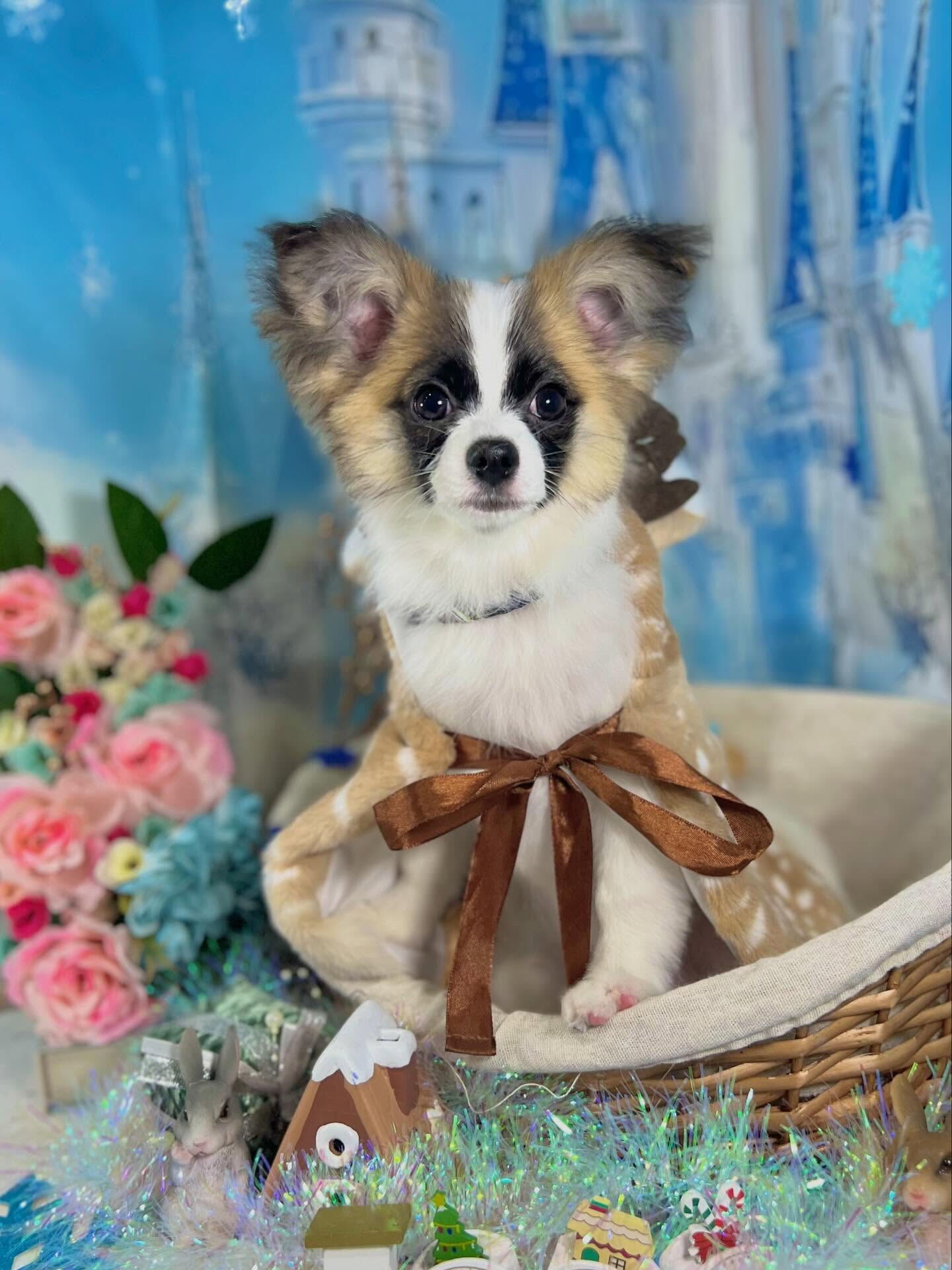 来店いただいた小太郎くんです🐶✨