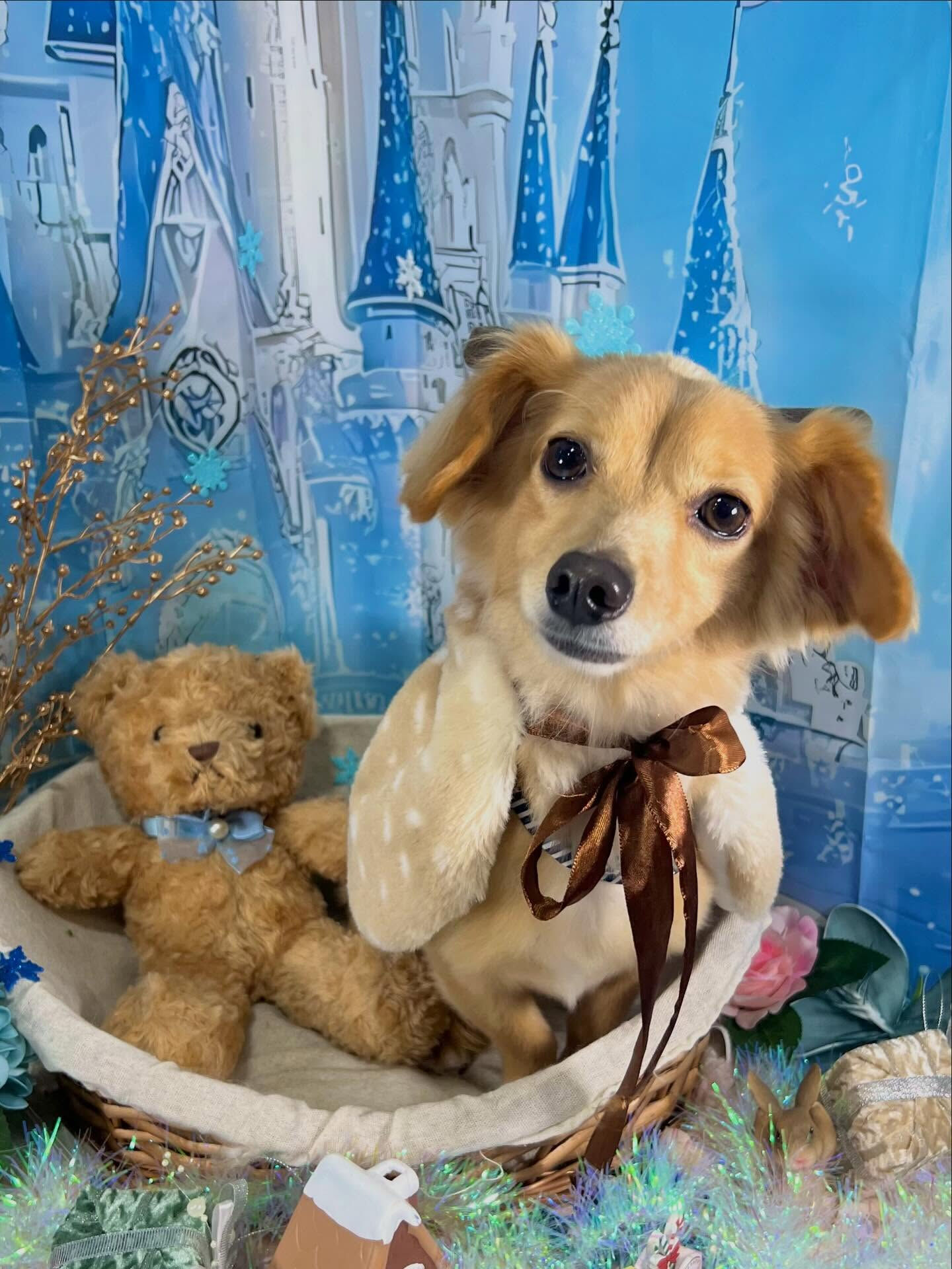 来店いただいたちくわくんです🐶✨