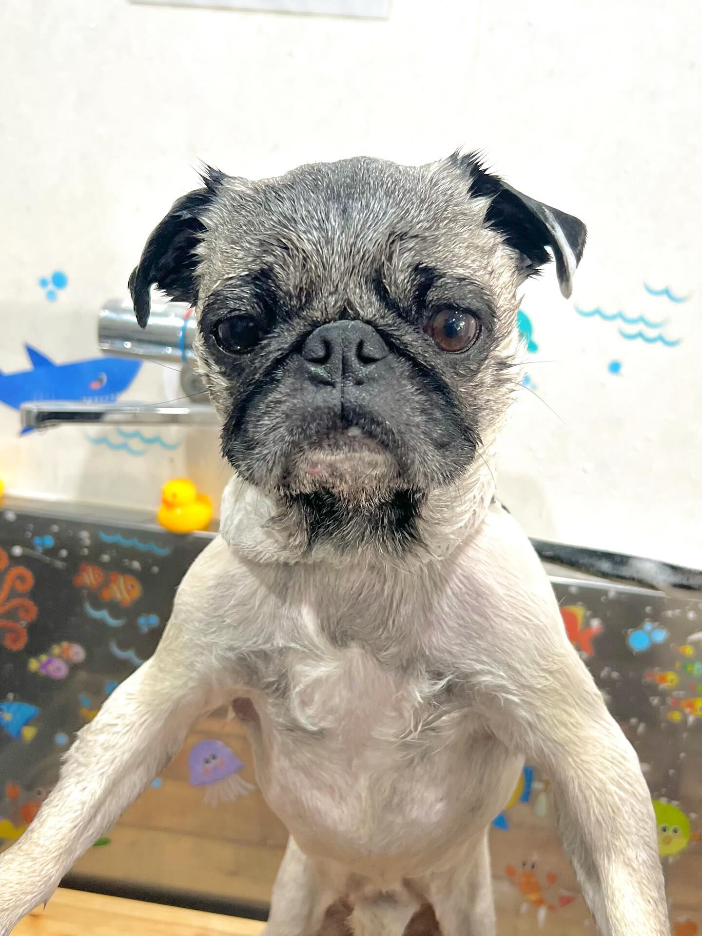 来店いただいたいぃとくんです🐶✨