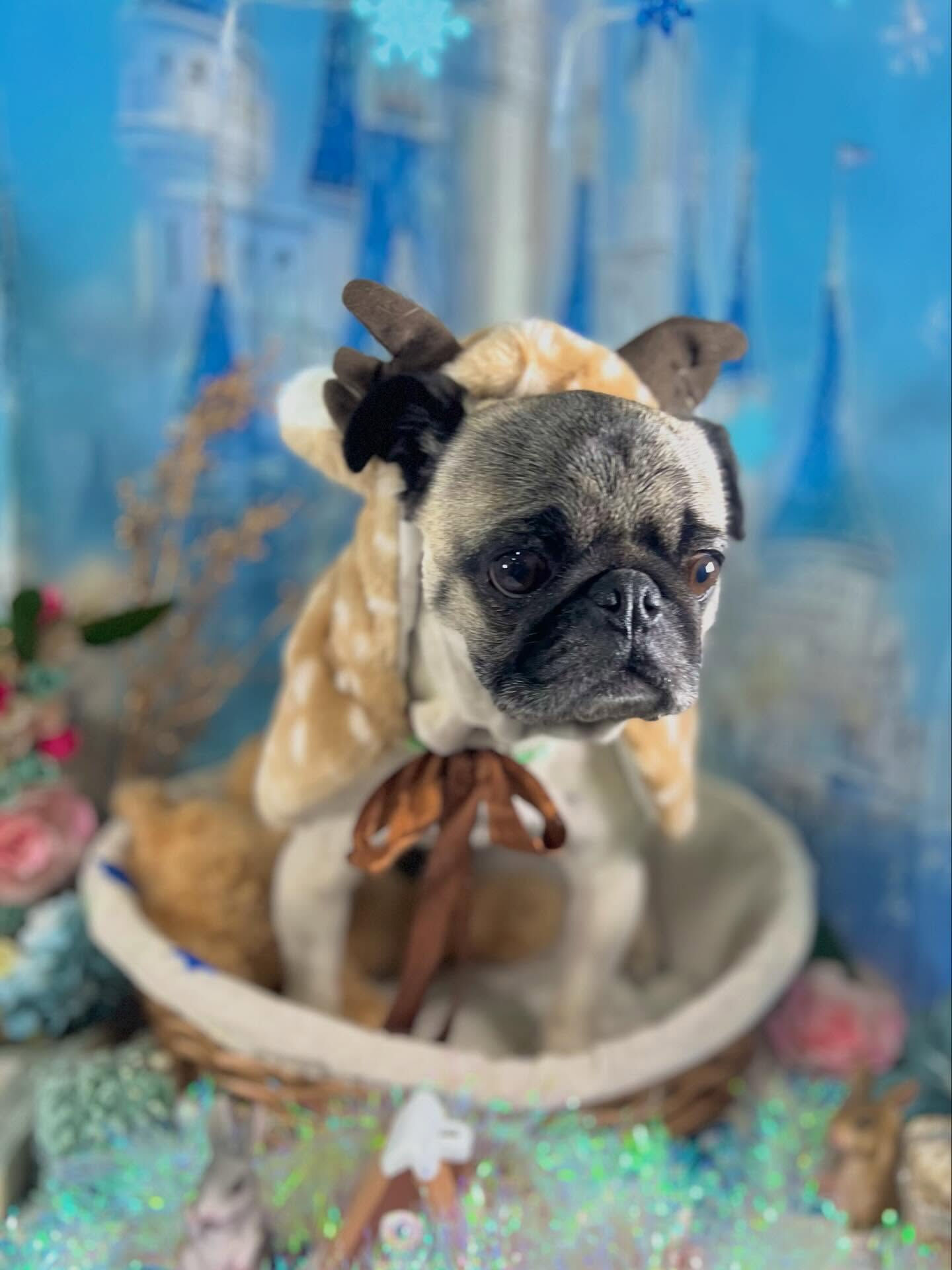 来店いただいたいぃとくんです🐶✨